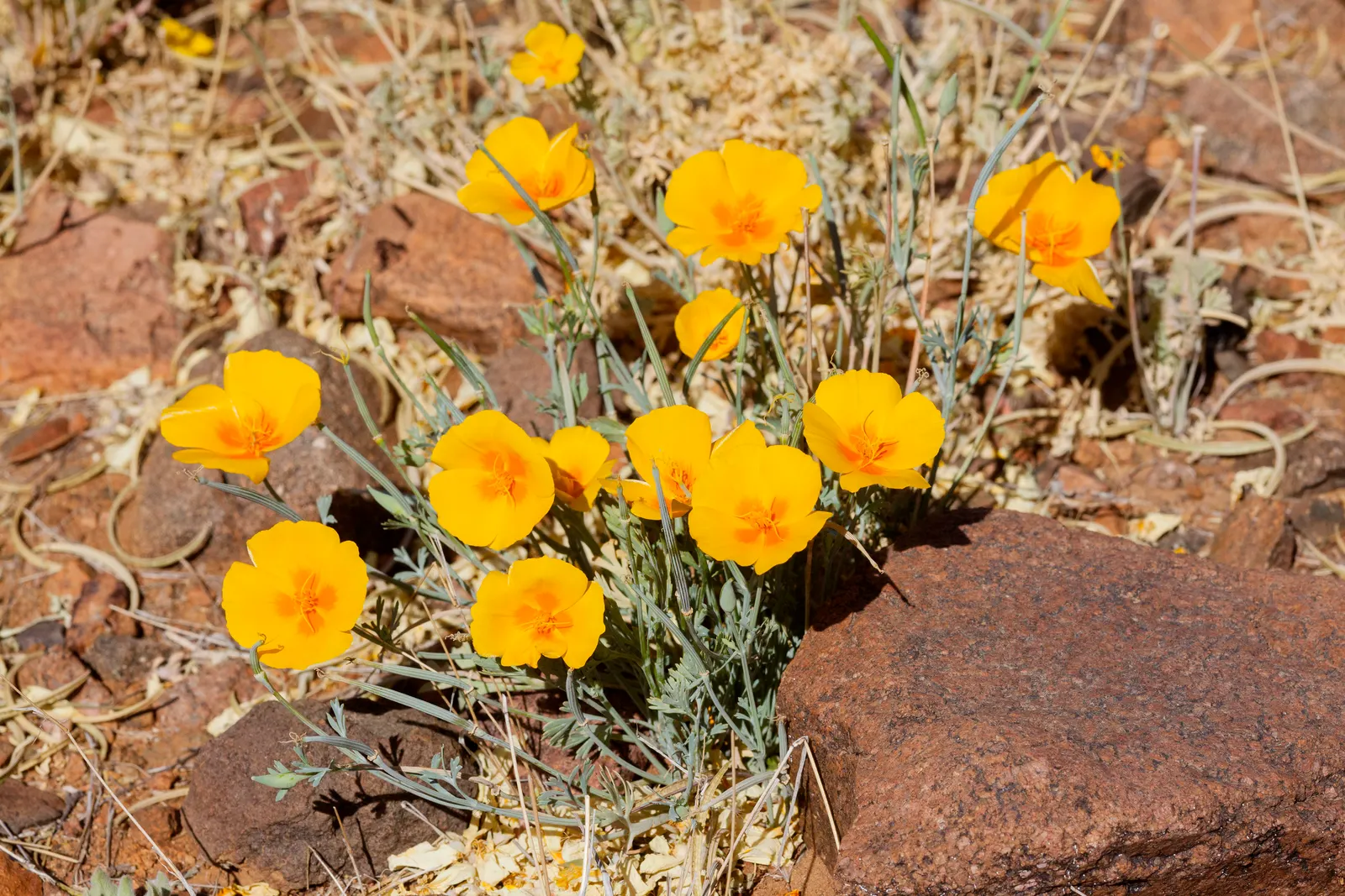 Mexican Gold Poppy (Eschscholzia Mexicana) — The Mexican Gold Poppy, or Eschscholzia mexicana, is a vibrant annual with golden-yellow blooms; adding a splash