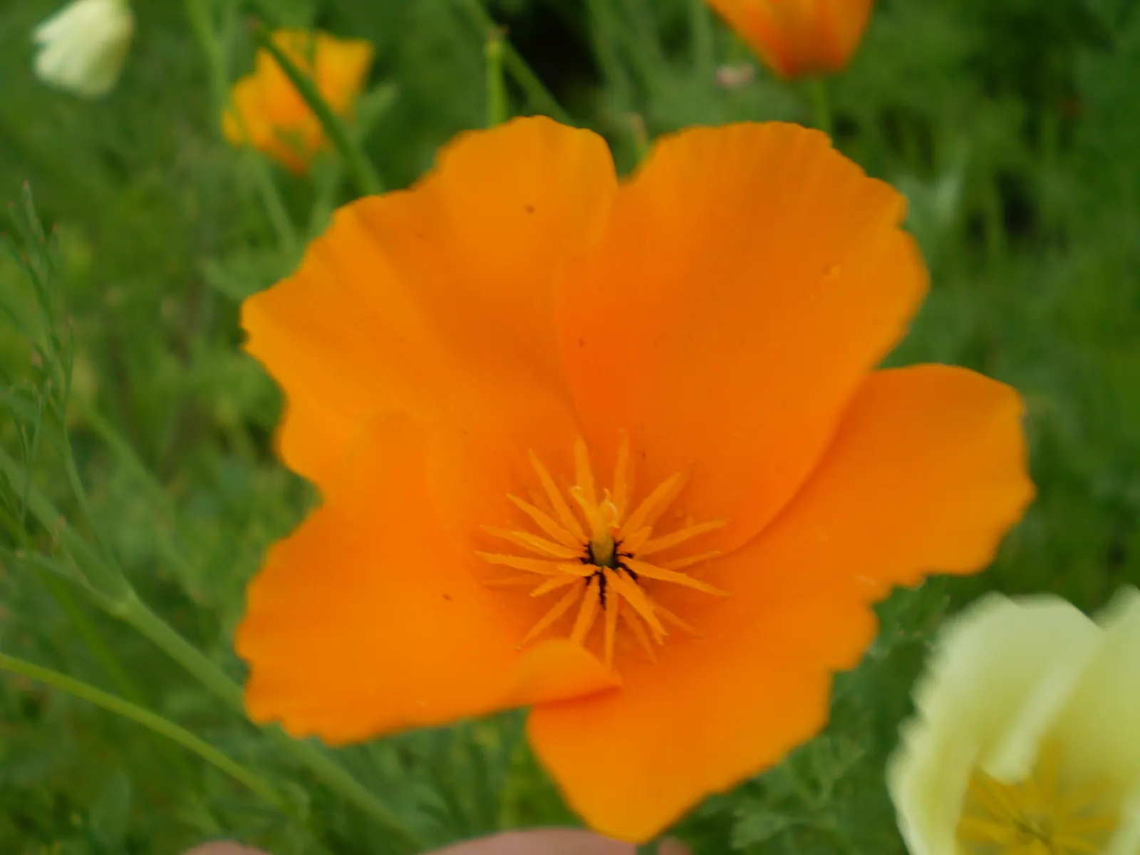 Mexican Gold Poppy (Eschscholzia Mexicana) — This drought-tolerant wildflower is excellent for low-water landscapes; presents a soft texture that, image 59