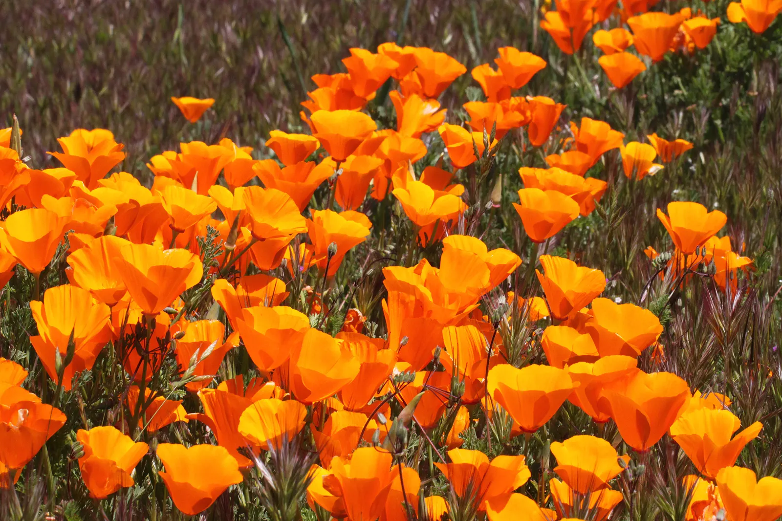 Mexican Gold Poppy (Eschscholzia Mexicana) — Prefers well-draining soil; the flower's showy cups are approximately 2 inches across, image 90