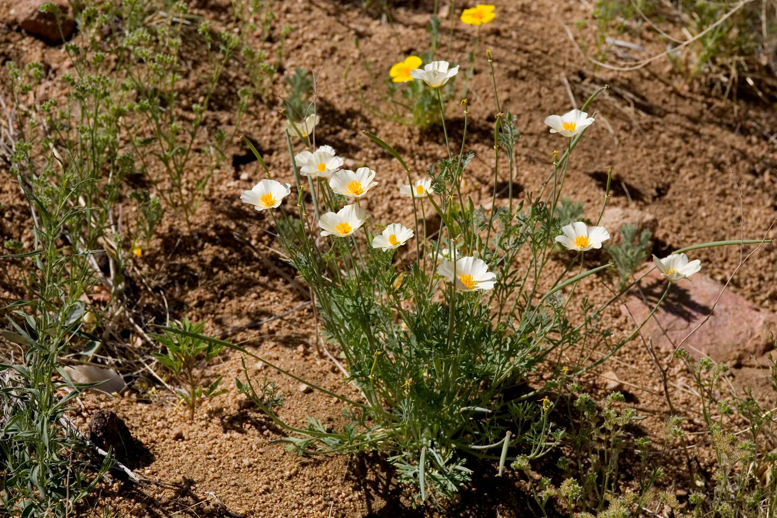 Mexican Gold Poppy (Eschscholzia Mexicana) — The flower's showy cups are approximately 2 inches across; presents a soft texture that complements, image 179