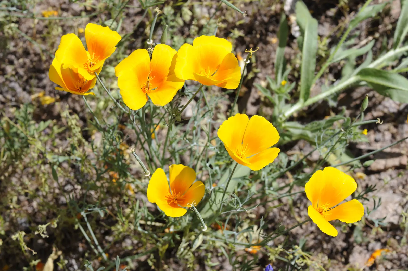 Mexican Gold Poppy (Eschscholzia Mexicana) — The Mexican Gold Poppy, or Eschscholzia mexicana, is a vibrant annual with golden-yellow blooms, image 85