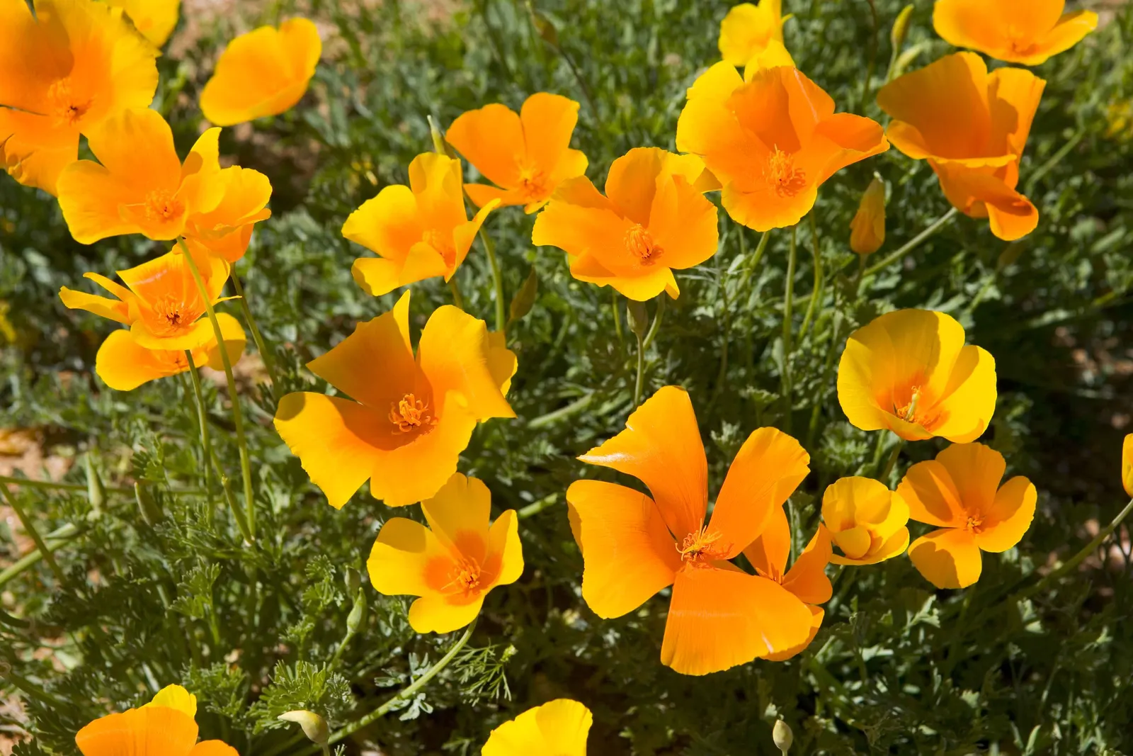 Mexican Gold Poppy (Eschscholzia Mexicana) — this poppy thrives in USDA Hardiness Zones 8 through 10; adding a splash of color in late winter to, image 149