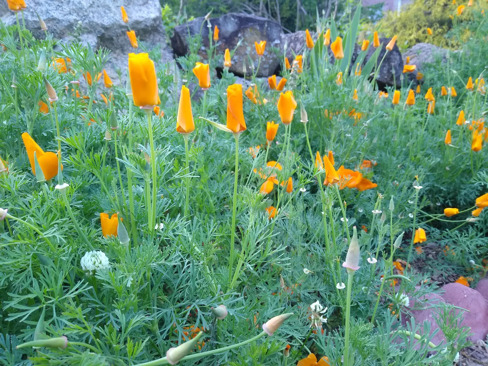 Mexican Gold Poppy (Eschscholzia Mexicana) — preferring full sun exposure for optimal bloom; the flower's showy cups are approximately 2 inches, image 178