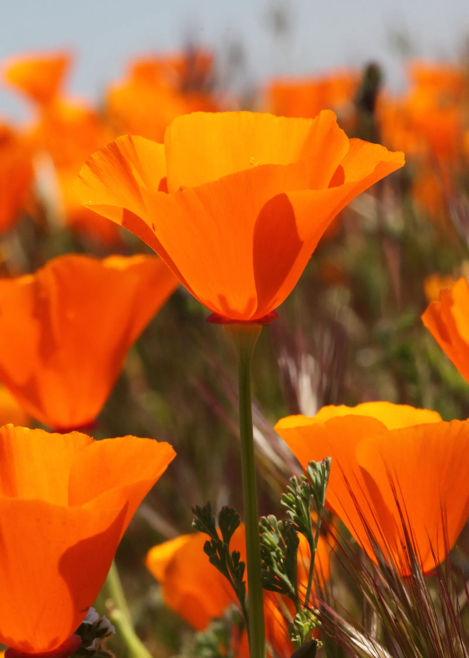 Mexican Gold Poppy (Eschscholzia Mexicana) — as they are remarkably tolerant of arid conditions; the flower's showy cups are approximately 2 inches, image 98