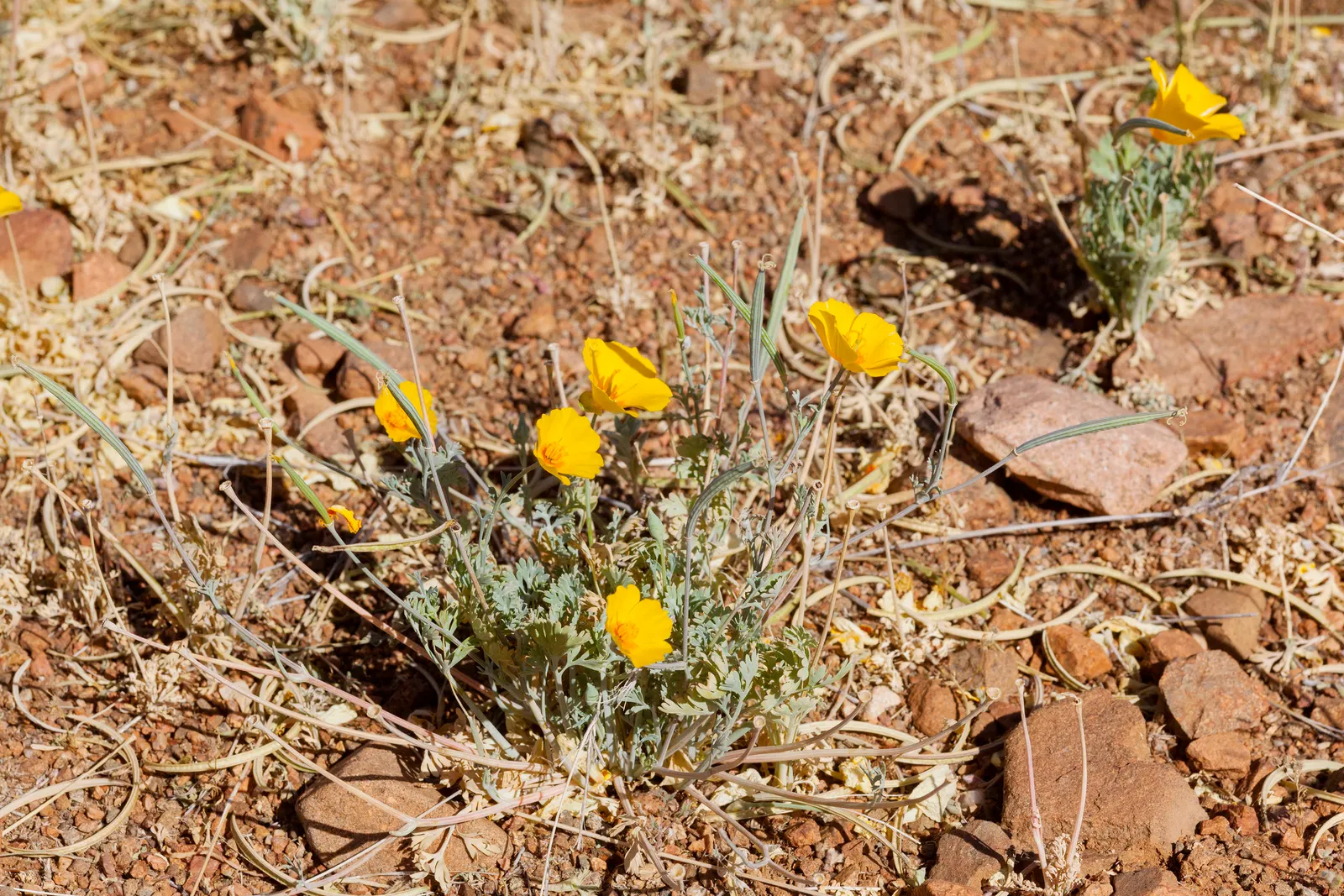 Mexican Gold Poppy (Eschscholzia Mexicana) — as these poppies self-seed under favorable conditions
