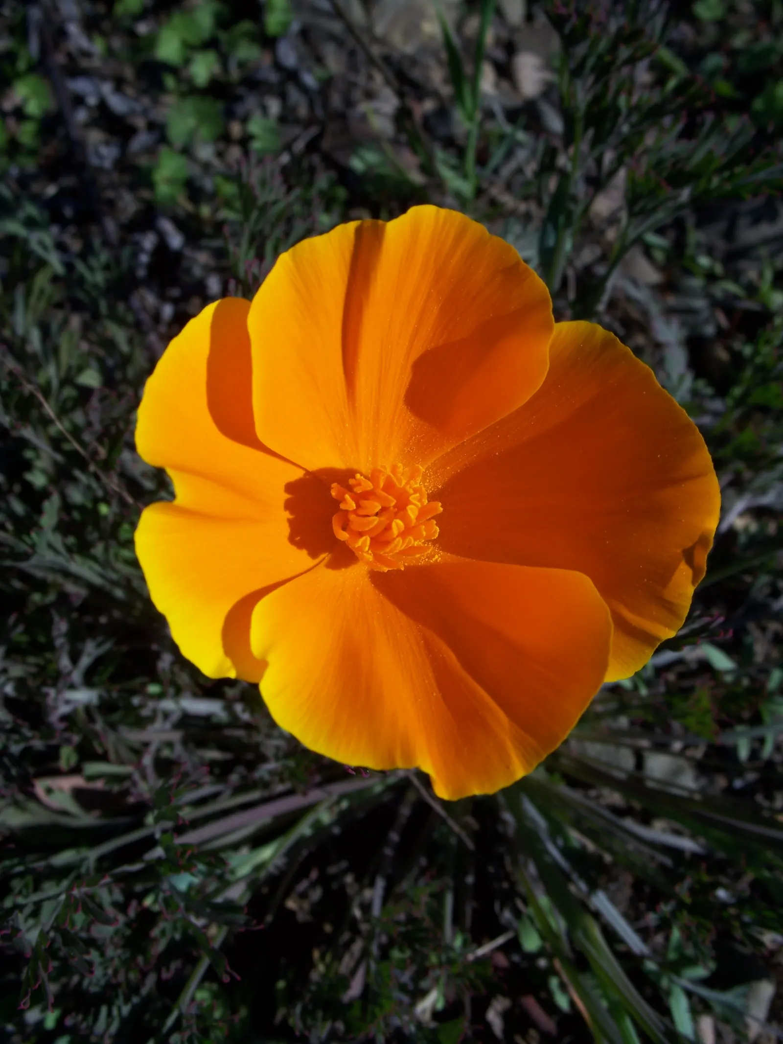 Mexican Gold Poppy (Eschscholzia Mexicana) — annual with gold and orange and yellow blooms; presents a soft texture that complements the bold, image 83
