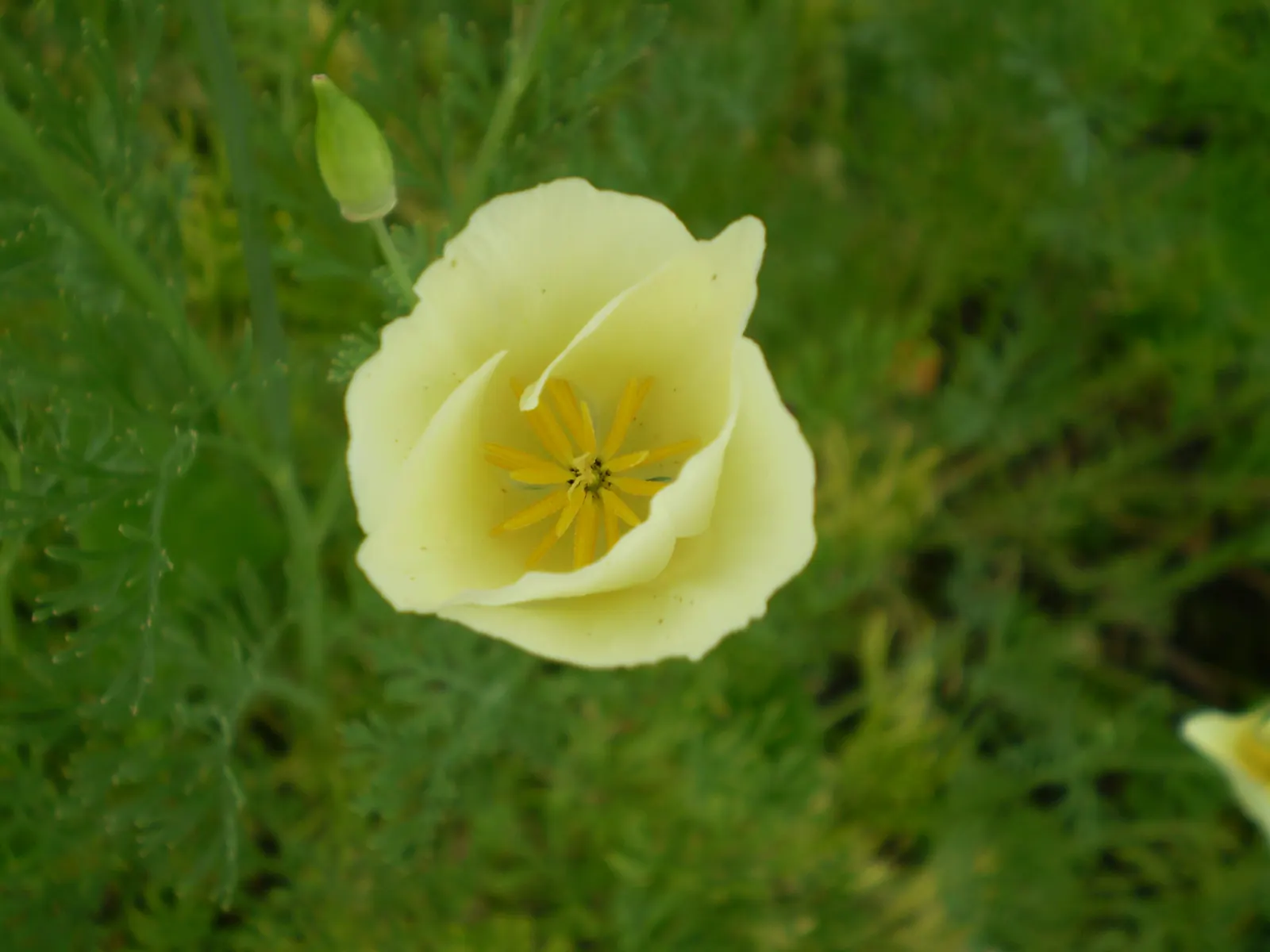 Mexican Gold Poppy (Eschscholzia Mexicana) — gold and orange and yellow flowers in the garden