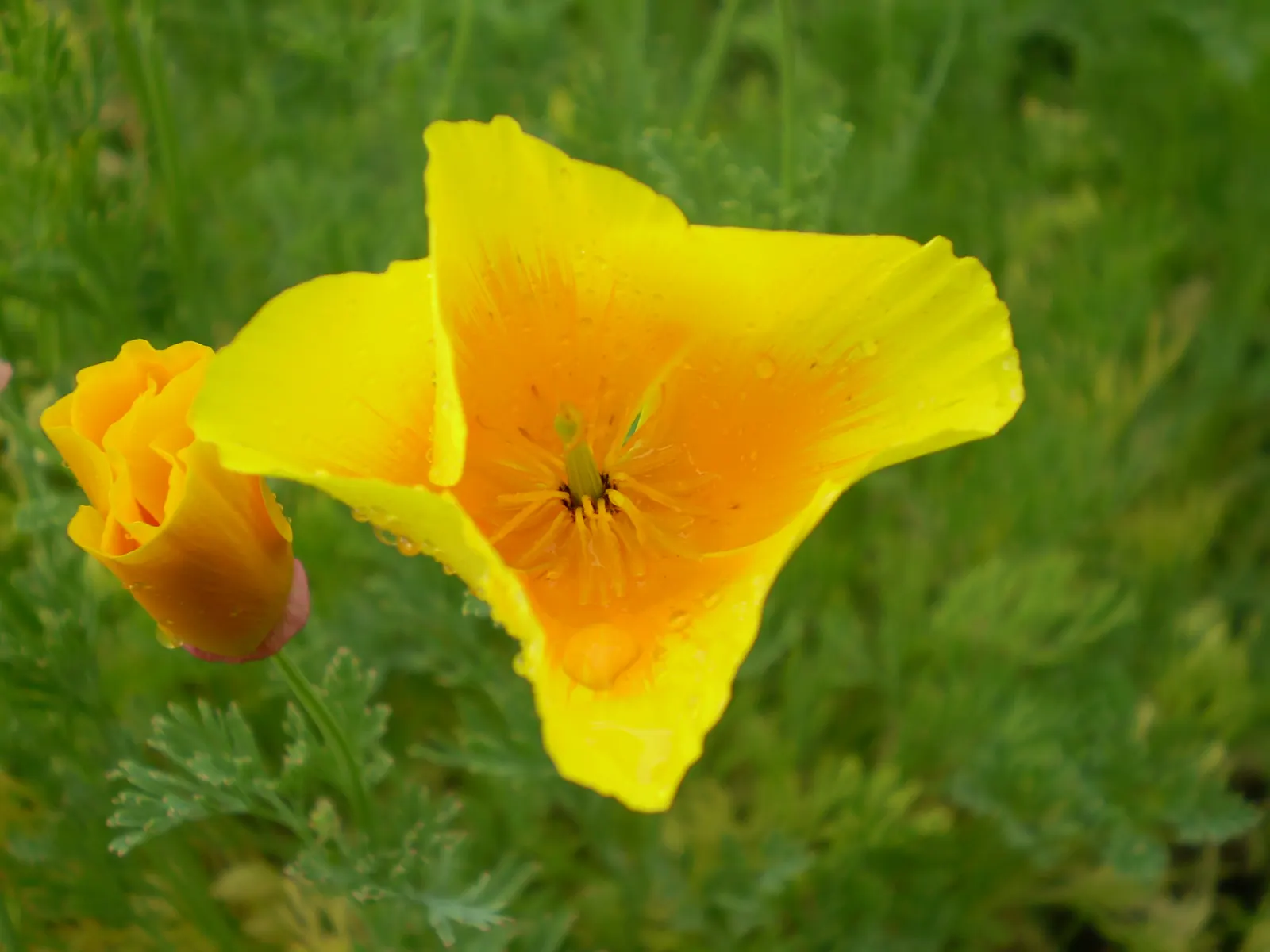 Mexican Gold Poppy (Eschscholzia Mexicana) — They also attract pollinators such as bees; presents a soft texture that complements the bold flowers, image 135