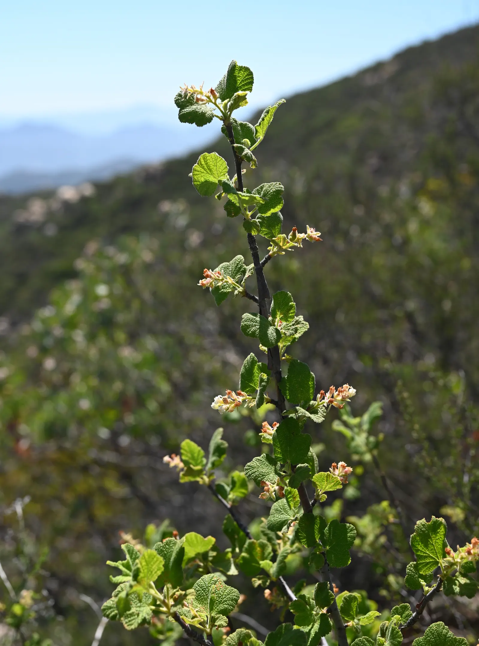 White Flowering Currant (Ribes Indecorum) — which is essential for water-conscious landscapes