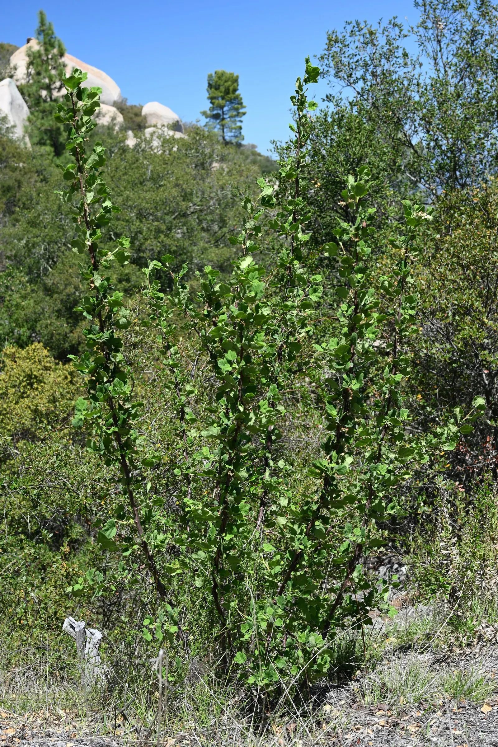 White Flowering Currant (Ribes Indecorum) — Ribes indecorum thrives in well-drained soils and is relatively drought tolerant once established