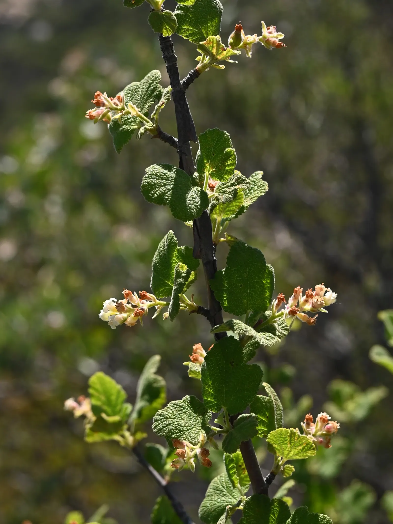 White Flowering Currant (Ribes Indecorum) — scientifically known as Ribes indecorum