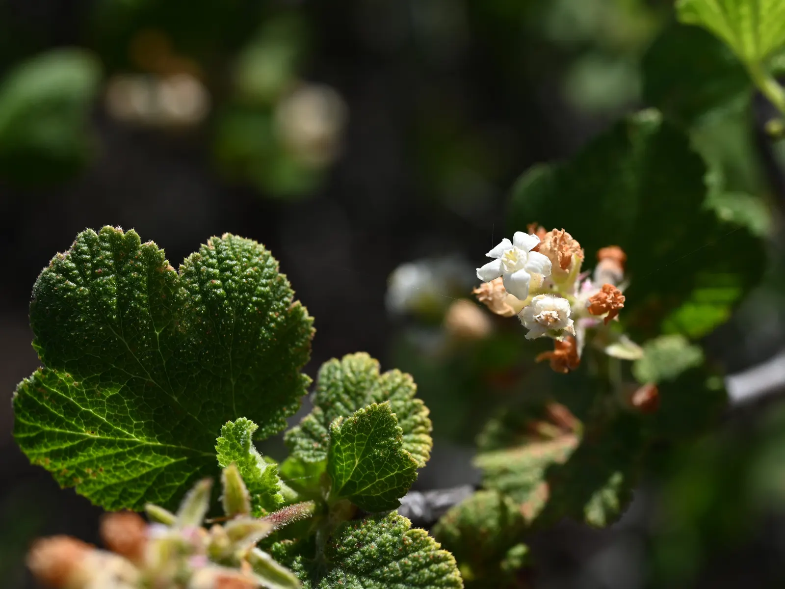 White Flowering Currant (Ribes Indecorum) — It requires minimal maintenance, though light pruning may encourage denser growth