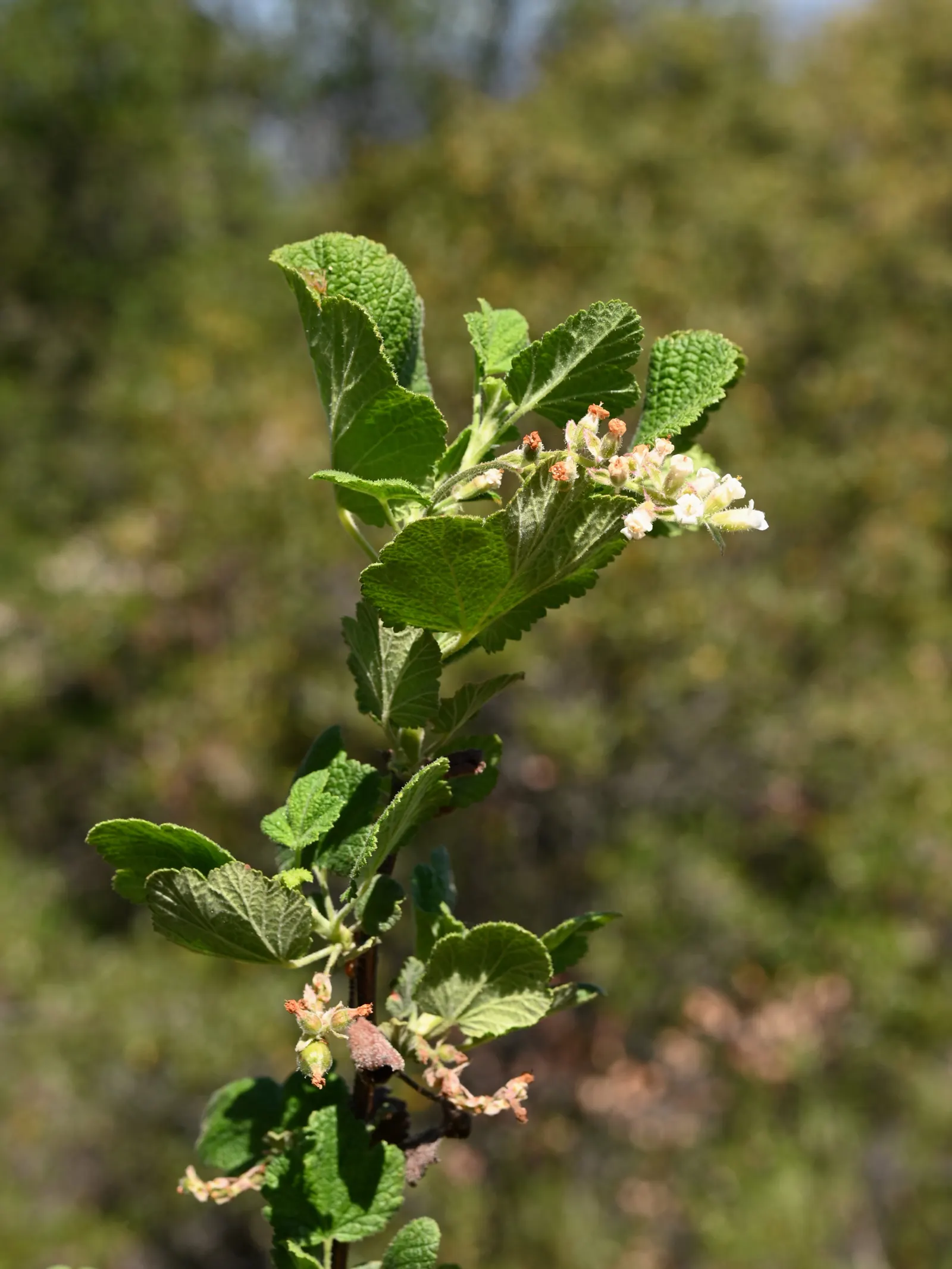 White Flowering Currant (Ribes Indecorum) — It attracts pollinators while its gray-green foliage provides a serene backdrop