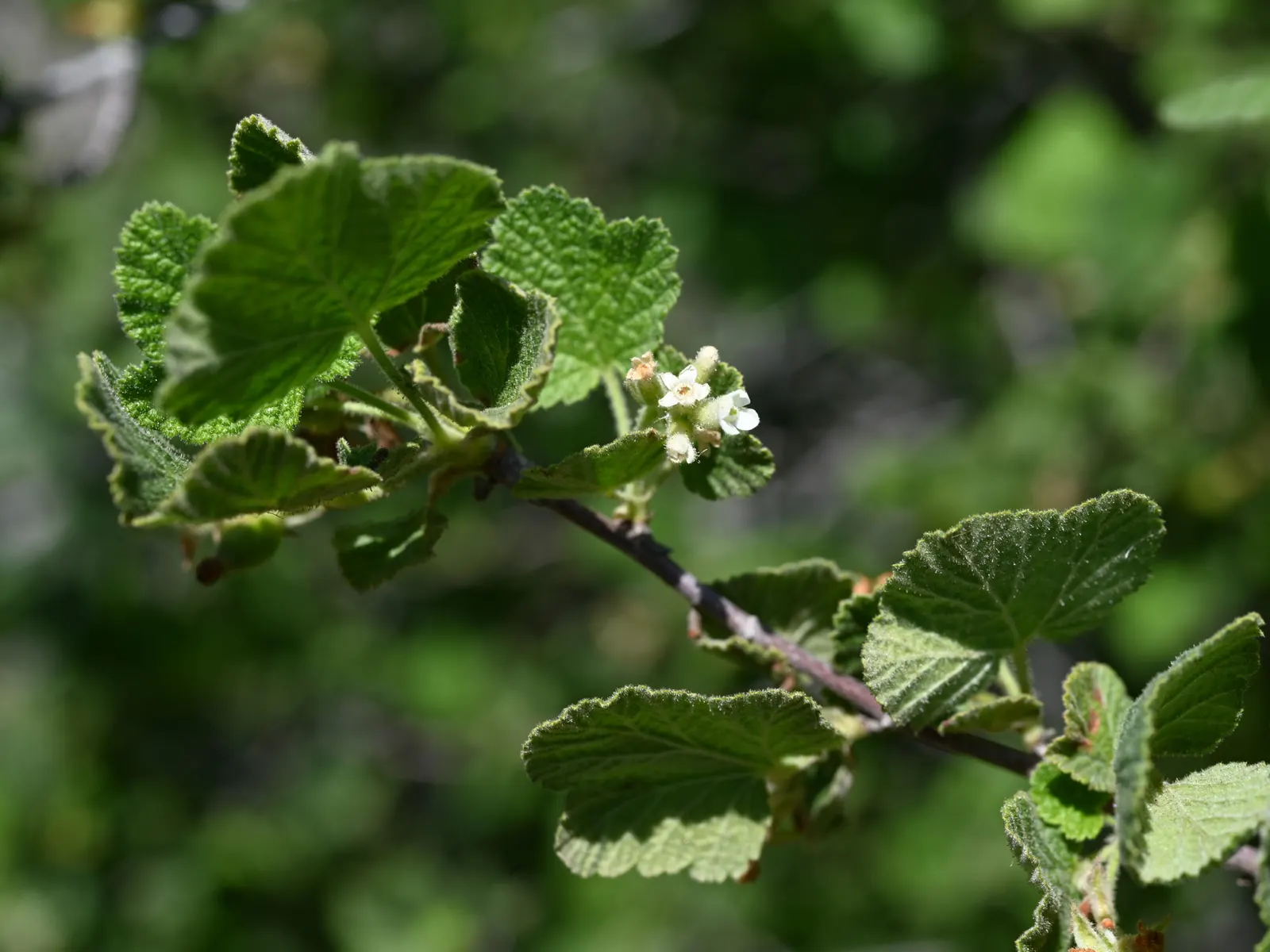 White Flowering Currant (Ribes Indecorum) — The White Flowering Currant, Ribes indecorum, is a deciduous shrub, native to California