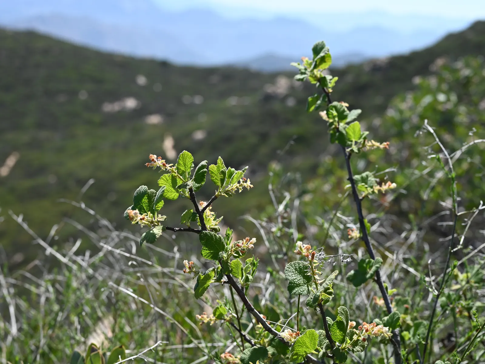 White Flowering Currant (Ribes Indecorum) — Ideal for naturalistic and water-wise gardens