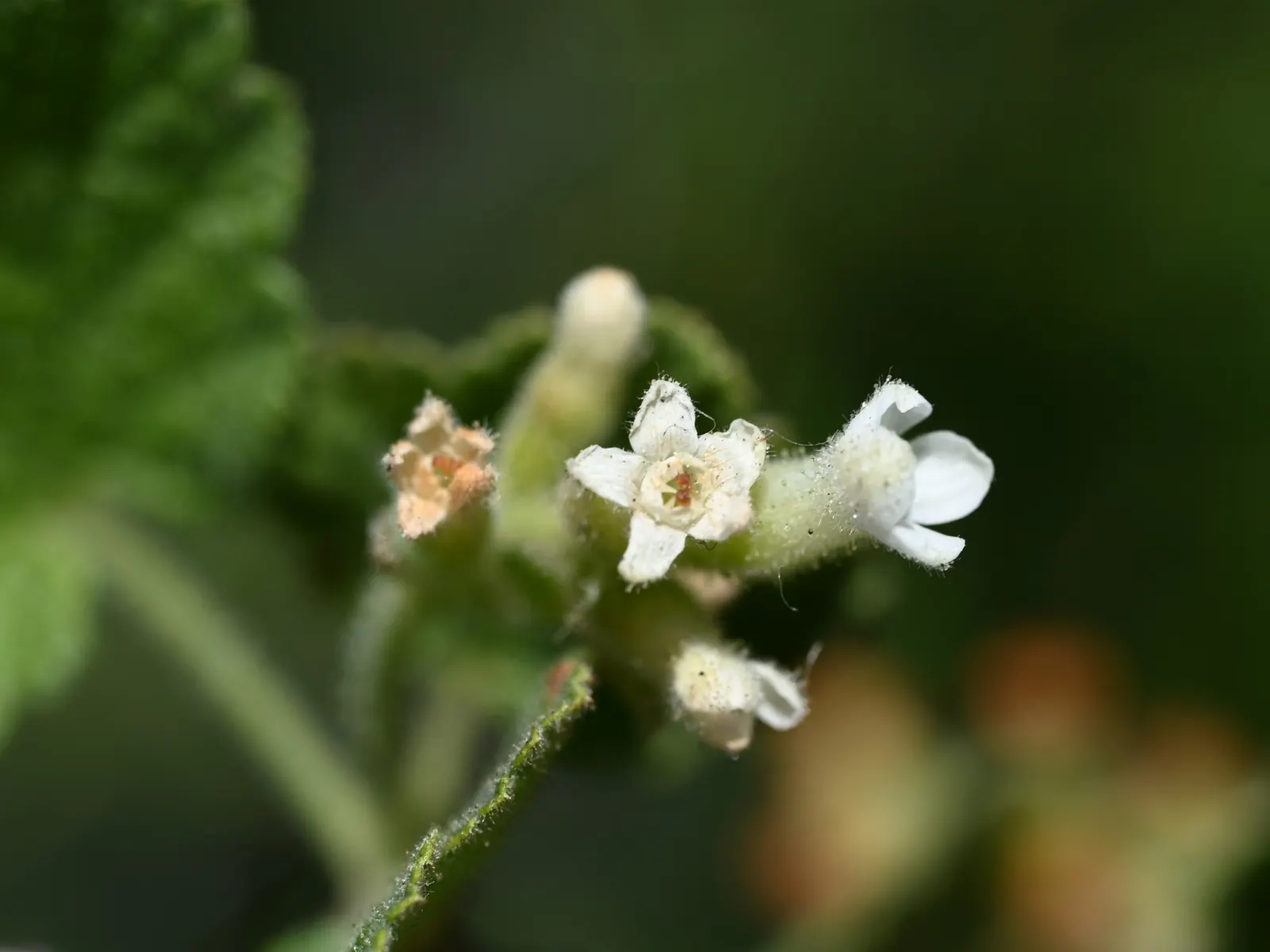 White Flowering Currant (Ribes Indecorum) — the White Flowering Currant blooms profusely from the late winter into early spring
