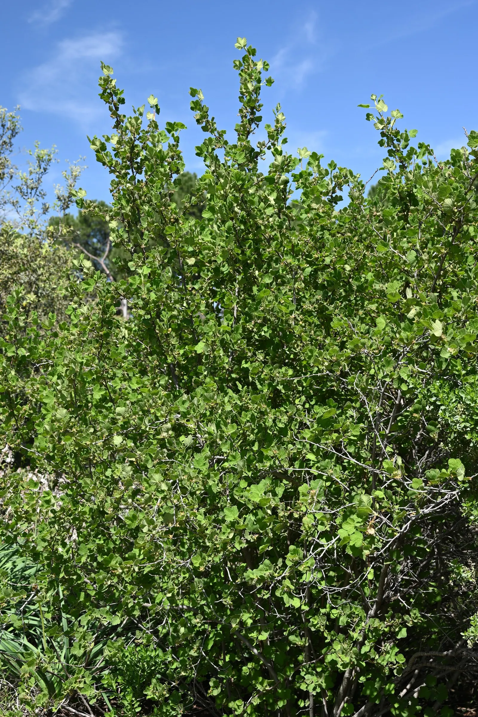 White Flowering Currant (Ribes Indecorum) — tall and wide, it features clusters of fragrant white blossoms in late winter to early spring