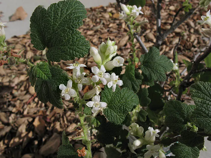 White Flowering Currant (Ribes Indecorum) — offering a delightful display against its medium-green to bluish-green