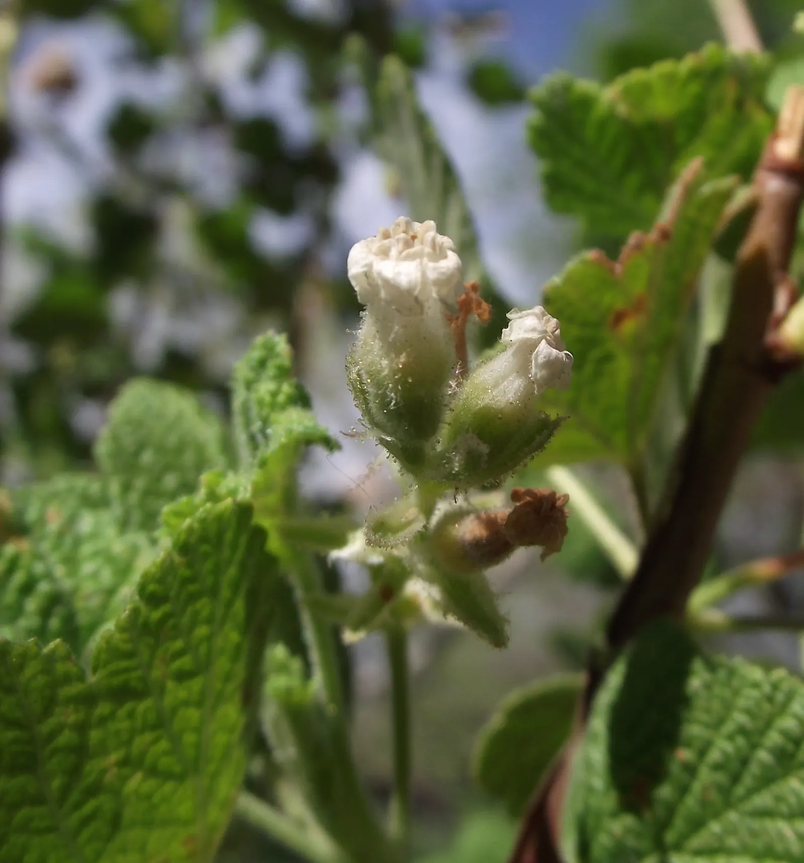 White Flowering Currant (Ribes Indecorum) — This drought-tolerant plant thrives in full sun to partial shade and well-draining soil