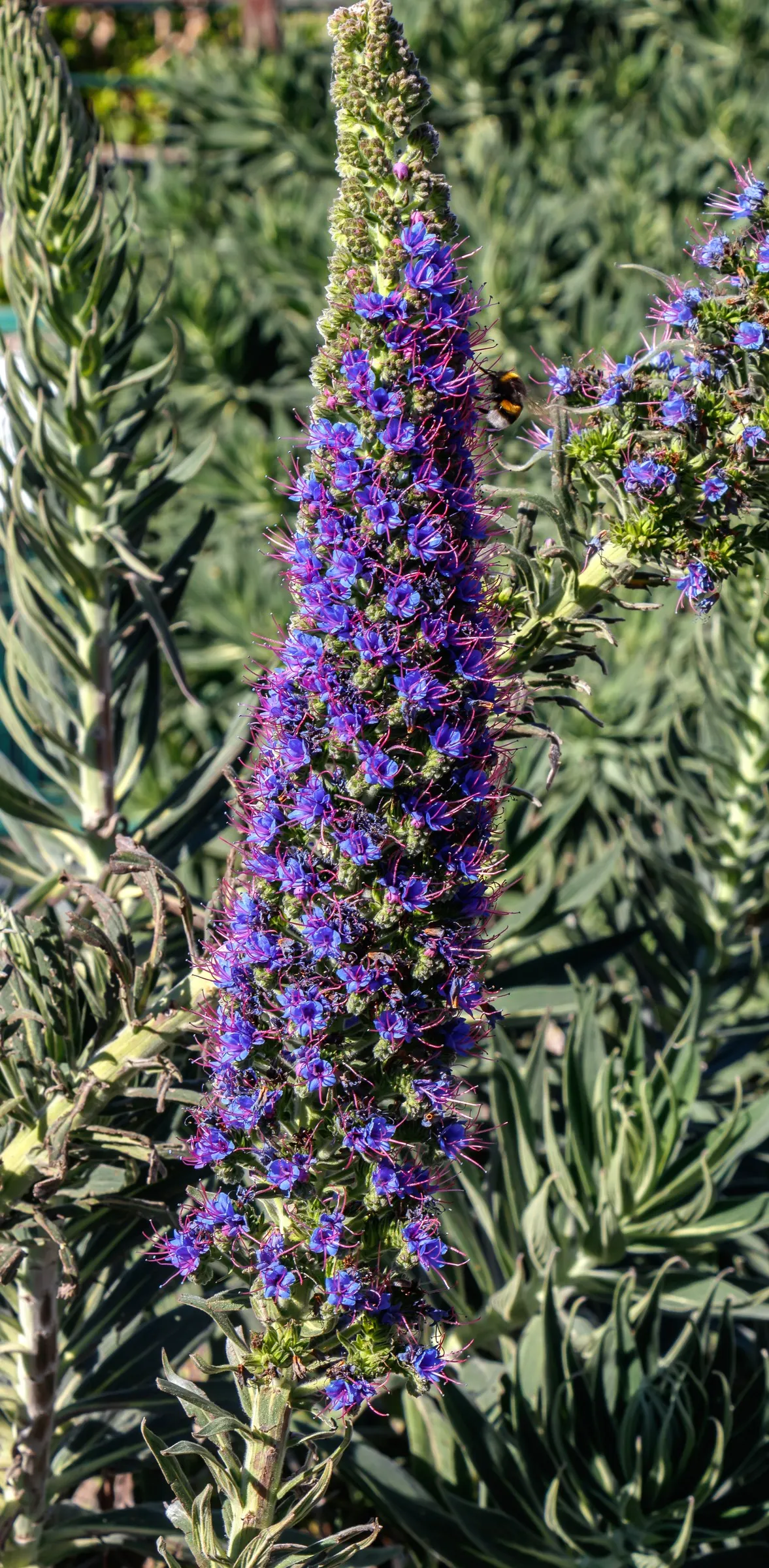 Pride Of Madeira (Echium Candicans) — Thriving in USDA zones 9-11; and birds.<br><br>This drought-tolerant plant prefers well-drained soil and, image 90