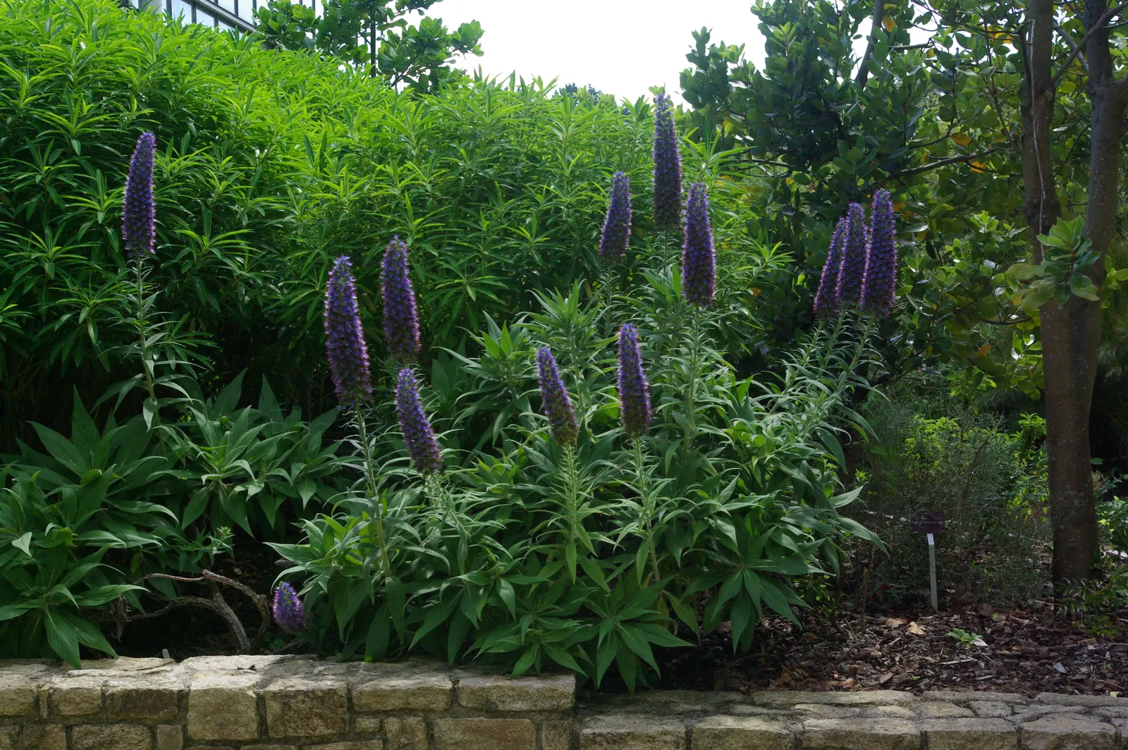 Pride Of Madeira (Echium Candicans) — adds a bold and dramatic touch to any landscape with its distinctive spires of purplish-blue flowers; famed for its