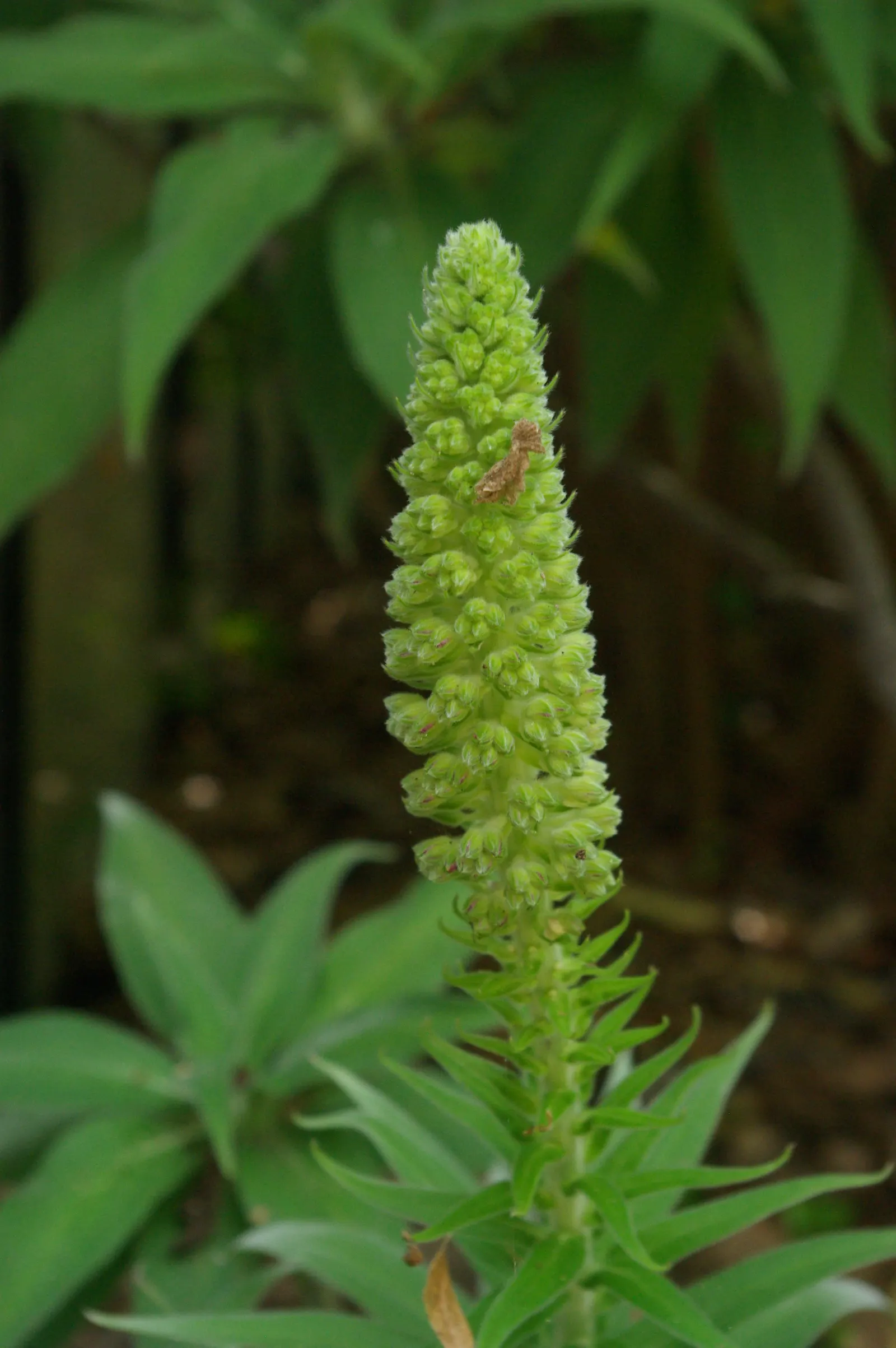 Pride Of Madeira (Echium Candicans) — This fast-growing perennial is native to Madeira; adds a bold and dramatic touch to any landscape with its, image 97