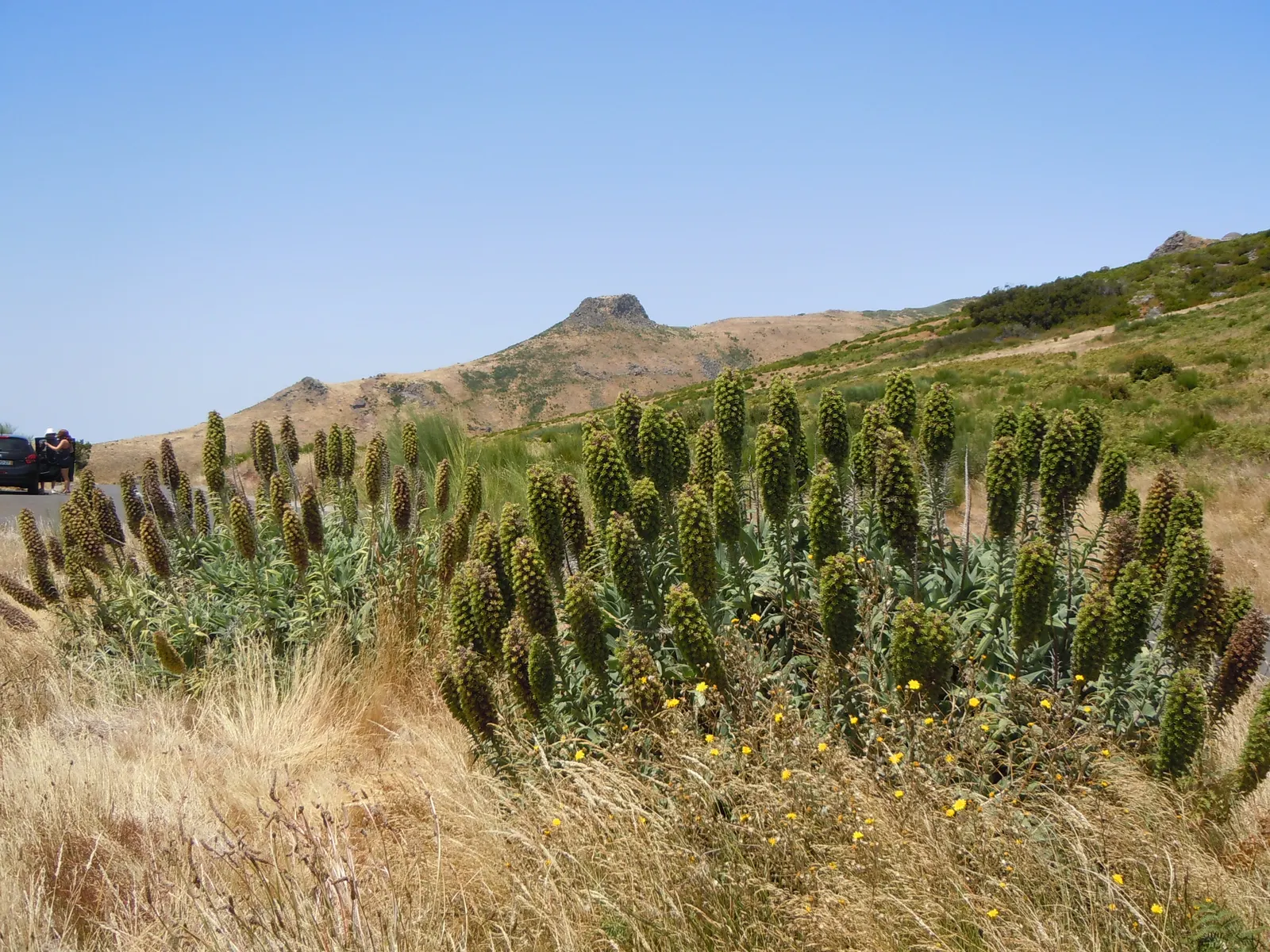 Pride Of Madeira (Echium Candicans) — This drought-tolerant native to Madeira grows 5-6 feet tall and wide; this fast-growing perennial is native to Madeira