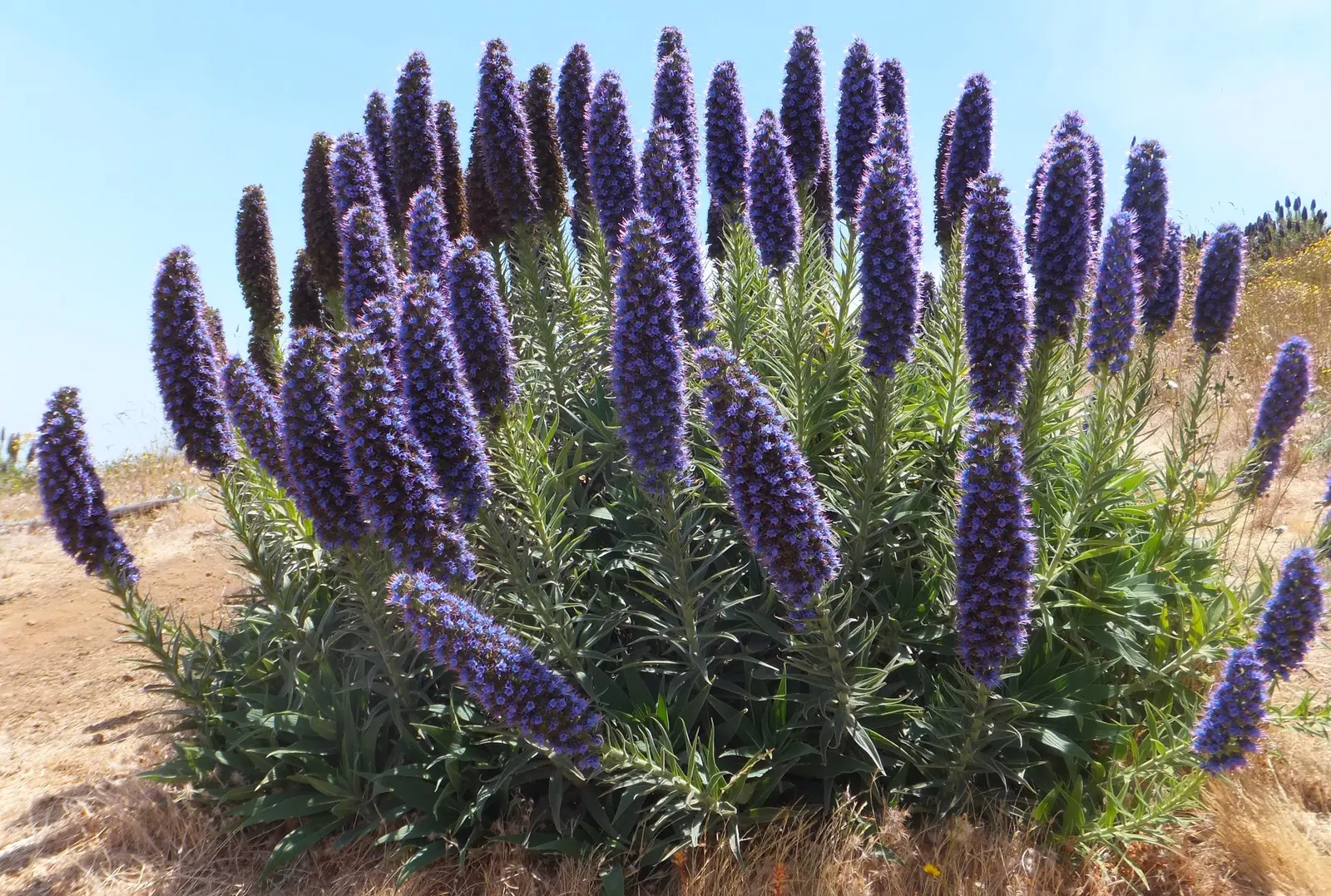 Pride Of Madeira (Echium Candicans) — famed for its towering spires of purple-blue flowers that reach up to 3 feet in height