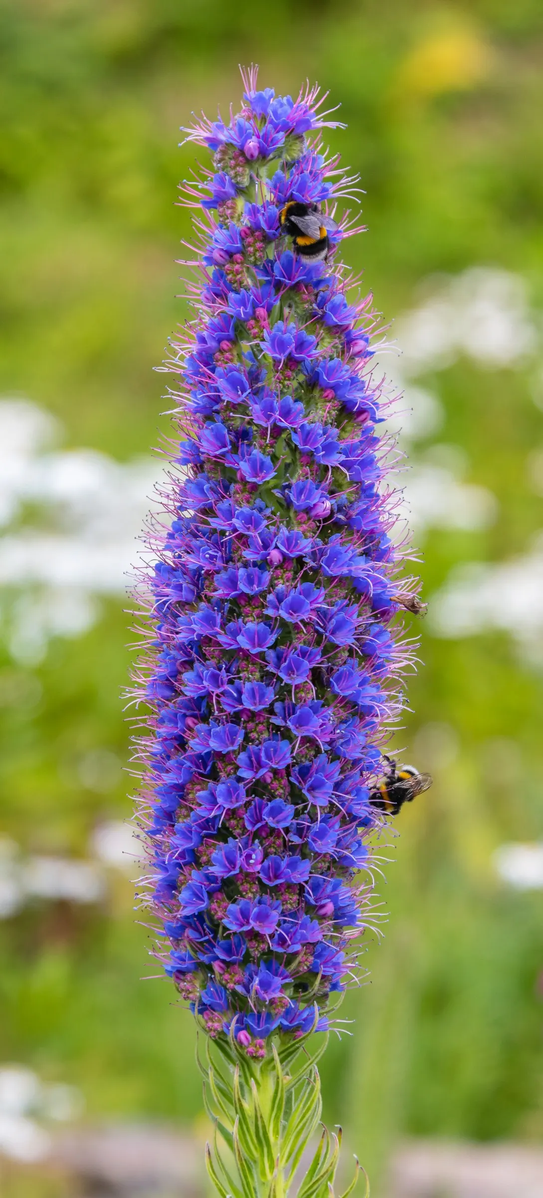 Pride Of Madeira (Echium Candicans) — is the dense clusters of tiny flowers that form conical spikes ranging from 1 to 2 feet tall, image 73