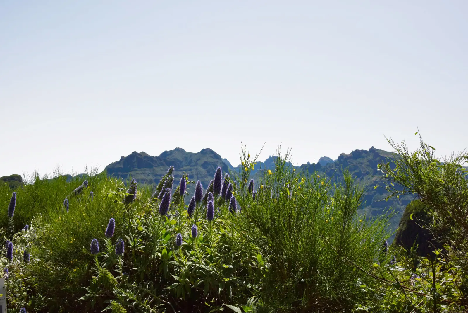 Pride Of Madeira (Echium Candicans) — and birds.<br><br>This drought-tolerant plant prefers well-drained soil and enjoys full to partial sunlight, image 76