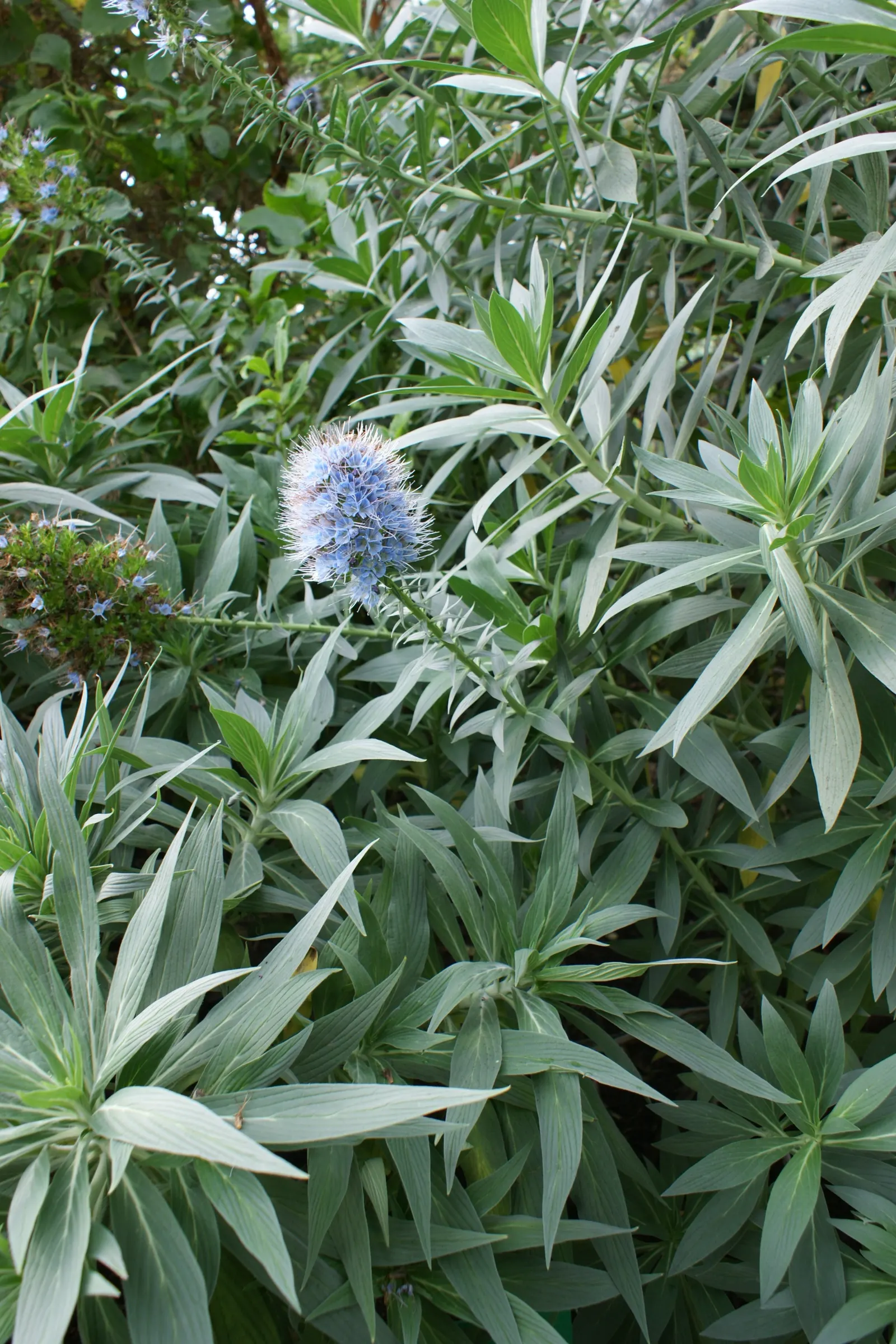 Pride Of Madeira (Echium Candicans) — shrub with blue and purple blooms