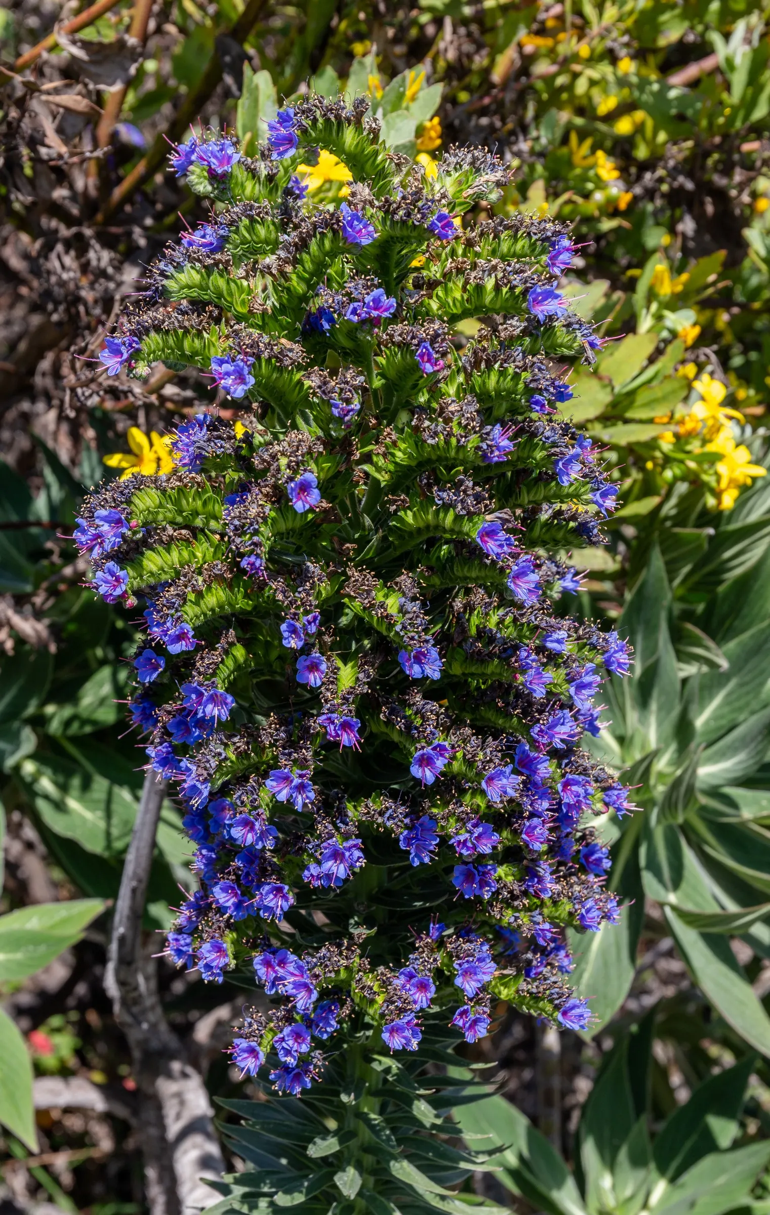 Pride Of Madeira (Echium Candicans) — measuring about 6 to 8 inches in length; pride of Madeira (Echium candicans) is a captivating evergreen, image 100