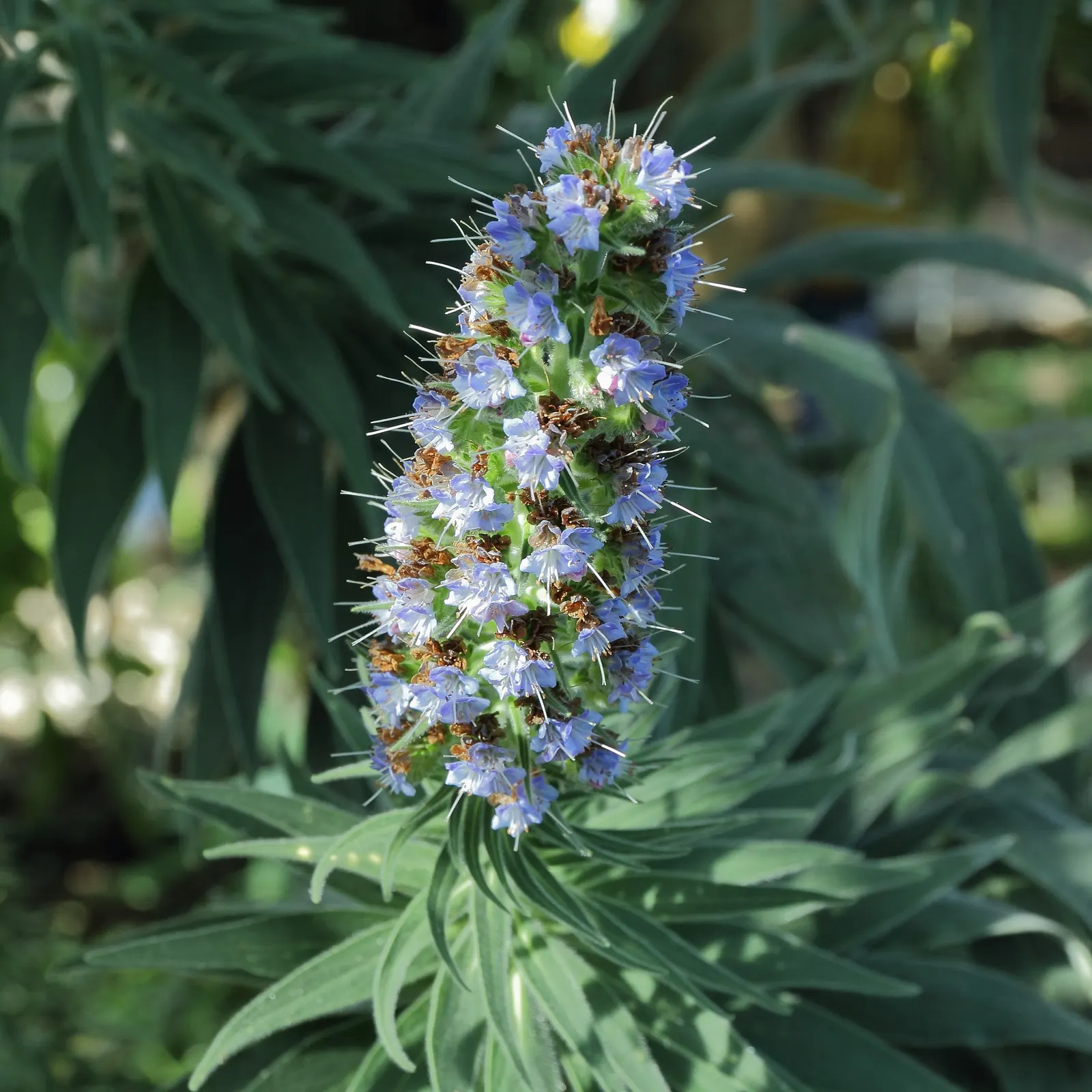 Pride Of Madeira (Echium Candicans) — can help control its growth and encourage a neater appearance