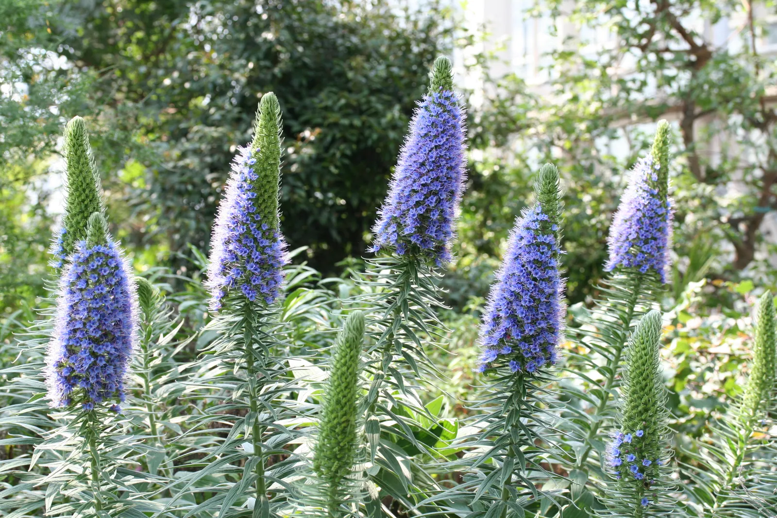 Pride Of Madeira (Echium Candicans) — This fast-growing perennial is native to Madeira; adds a bold and dramatic touch to any landscape with its distinctive