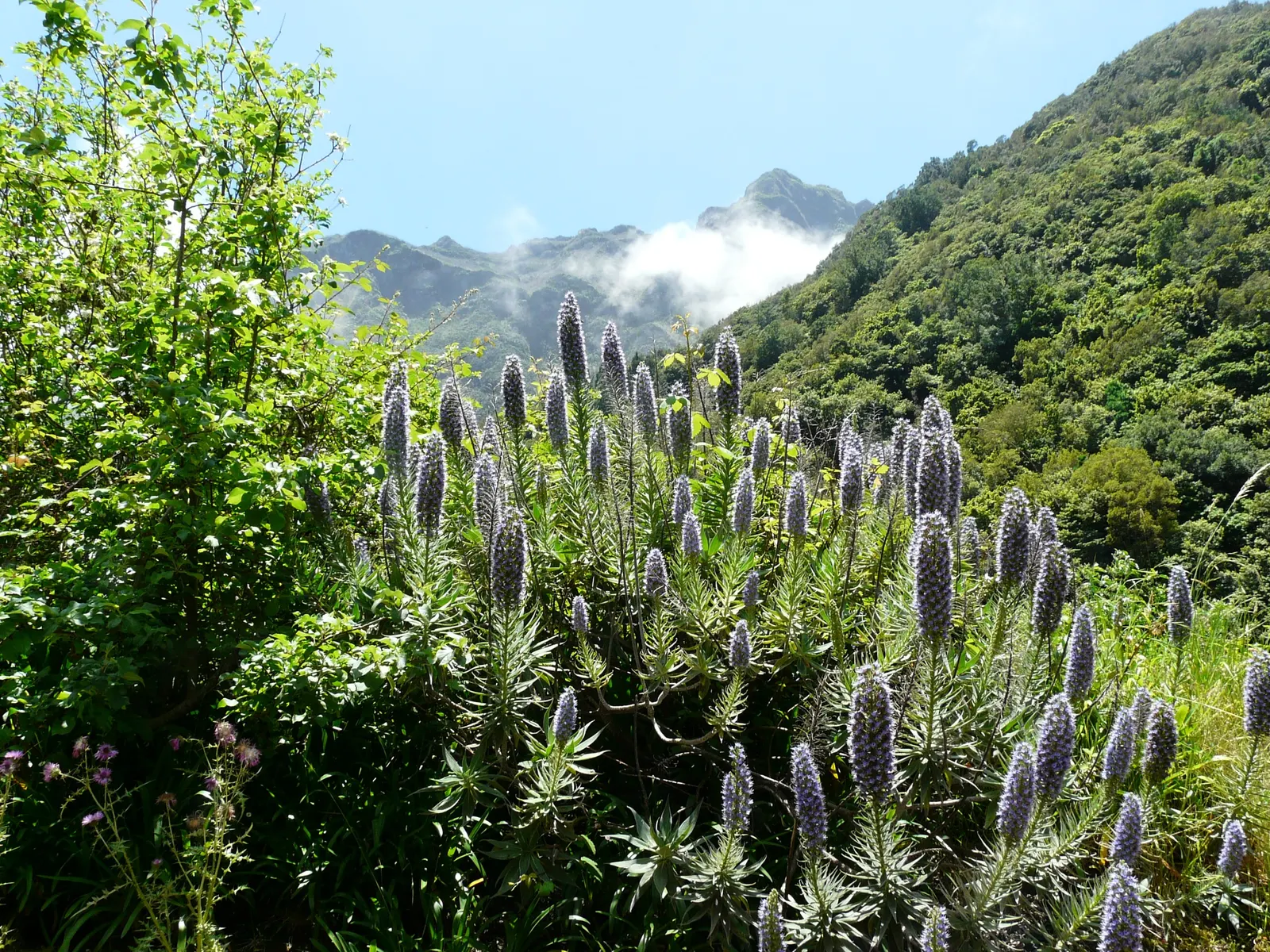 Pride Of Madeira (Echium Candicans) — perfect for xeriscapes and coastal settings; including the possibility of it becoming invasive in certain, image 66