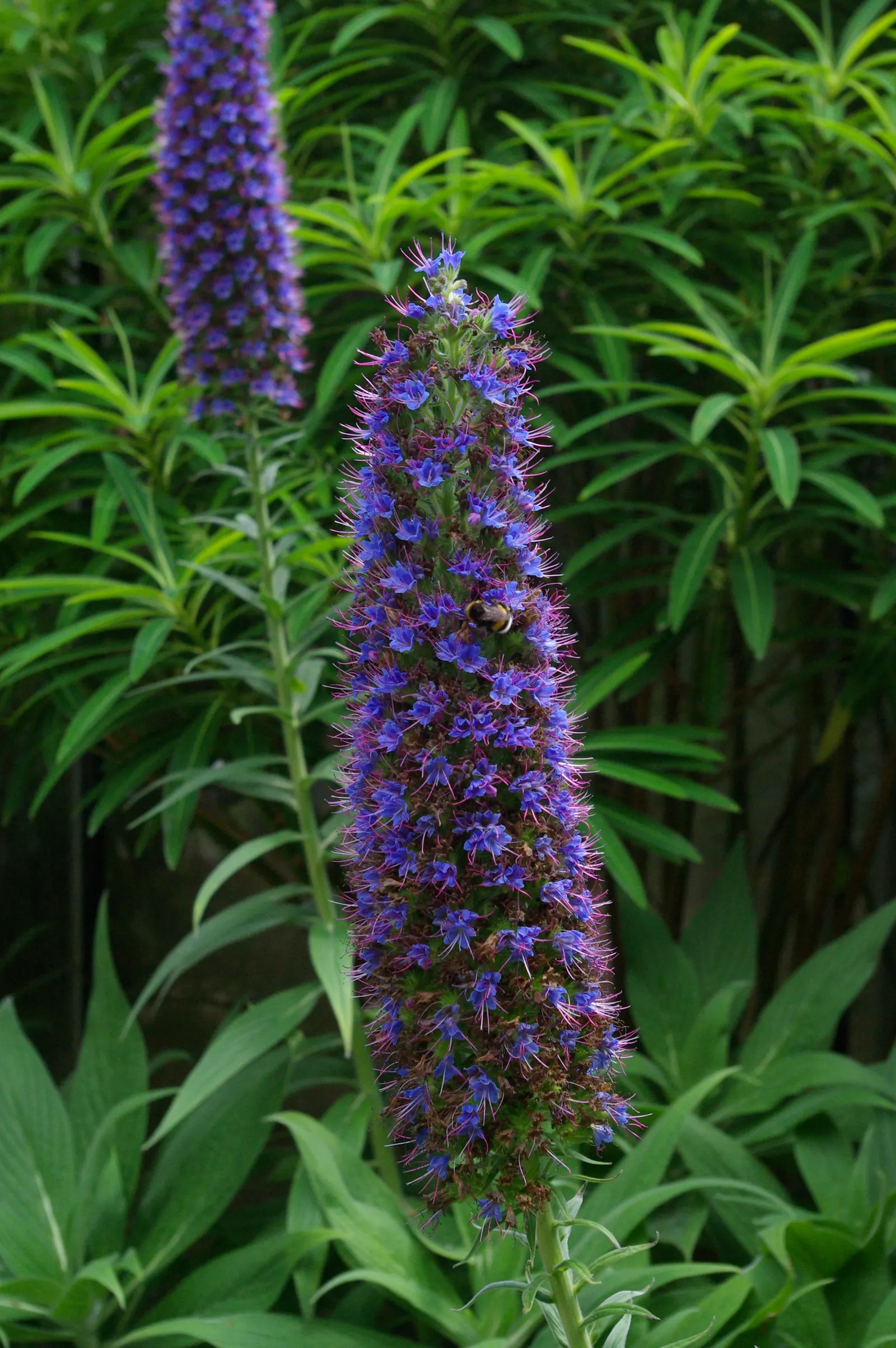 Pride Of Madeira (Echium Candicans) — requiring minimal watering once established