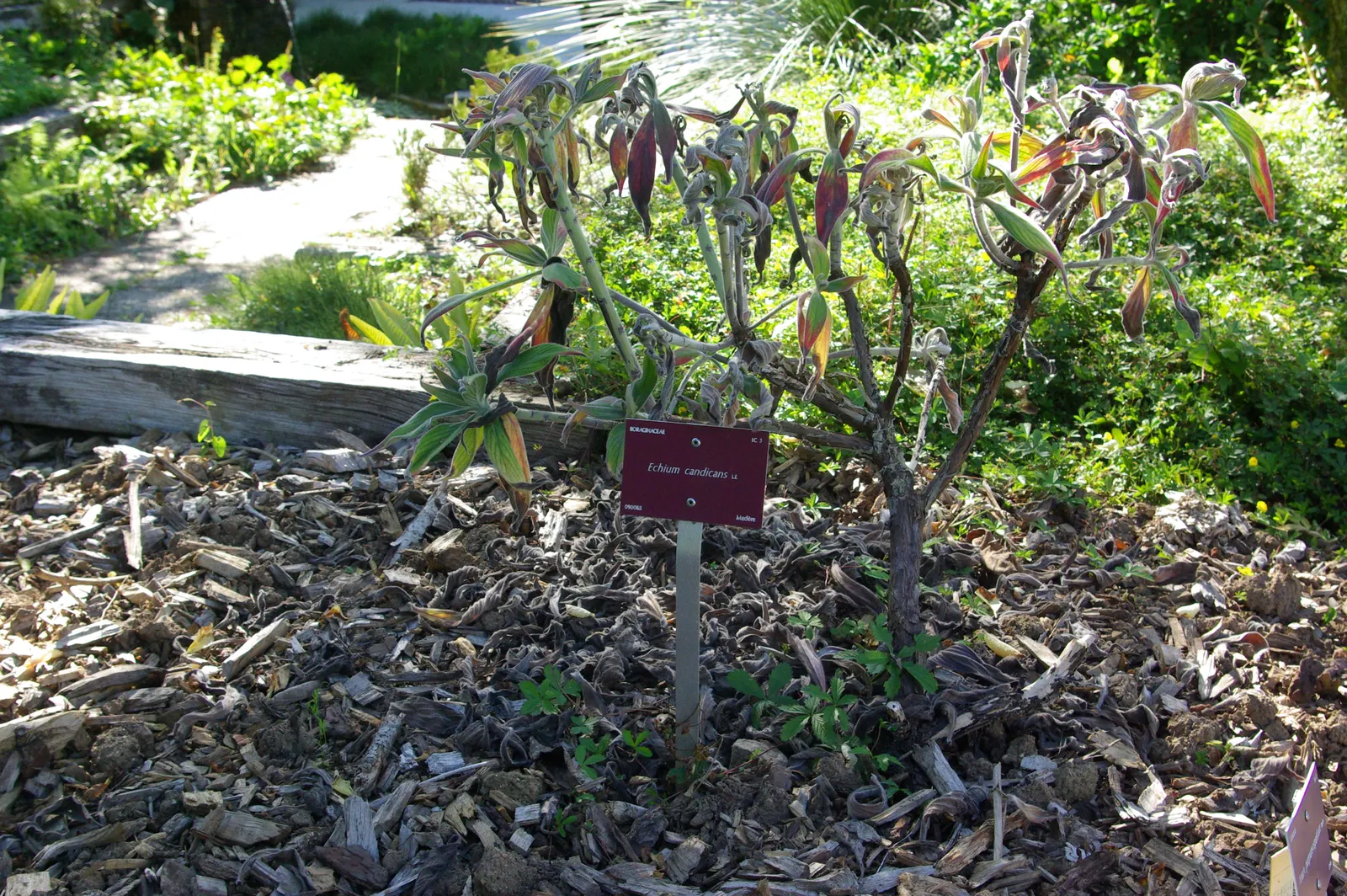 Pride Of Madeira (Echium Candicans) — This fast-growing perennial is native to Madeira