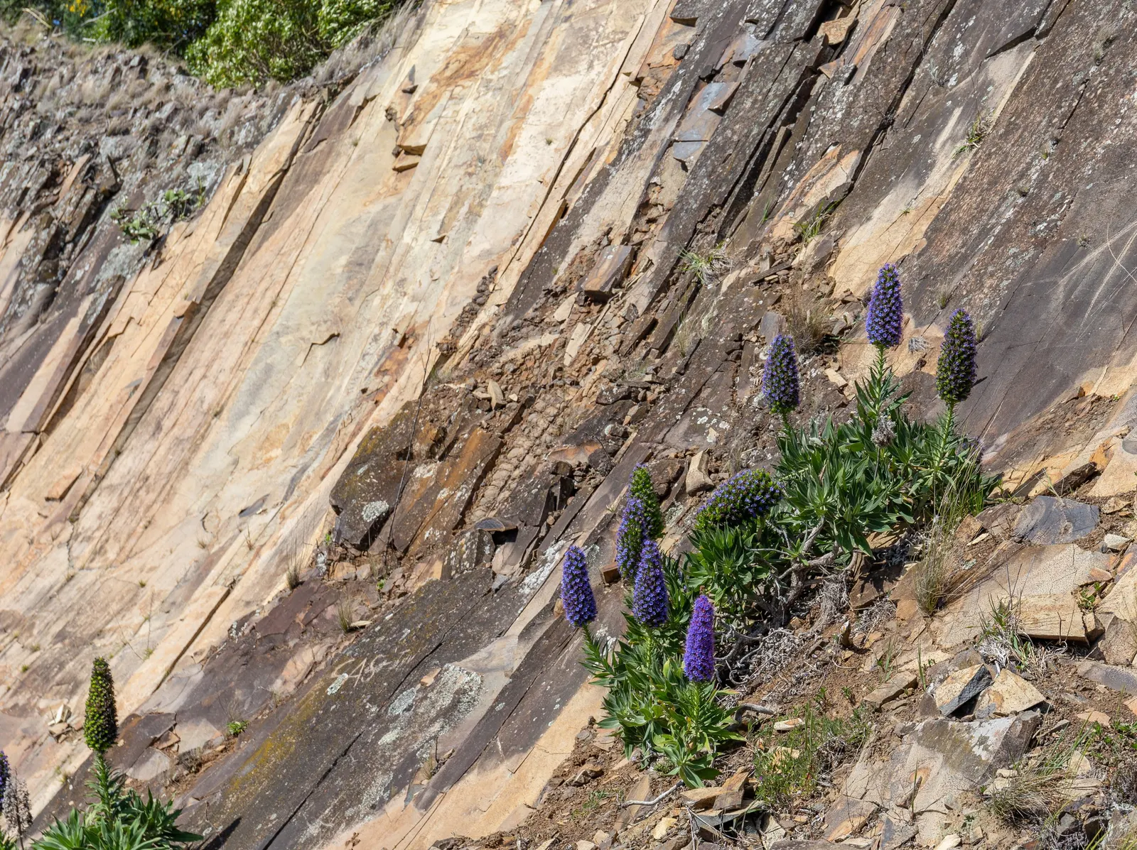 Pride Of Madeira (Echium Candicans) — consider its potential to self-seed and spread; measuring about 6 to 8 inches in length