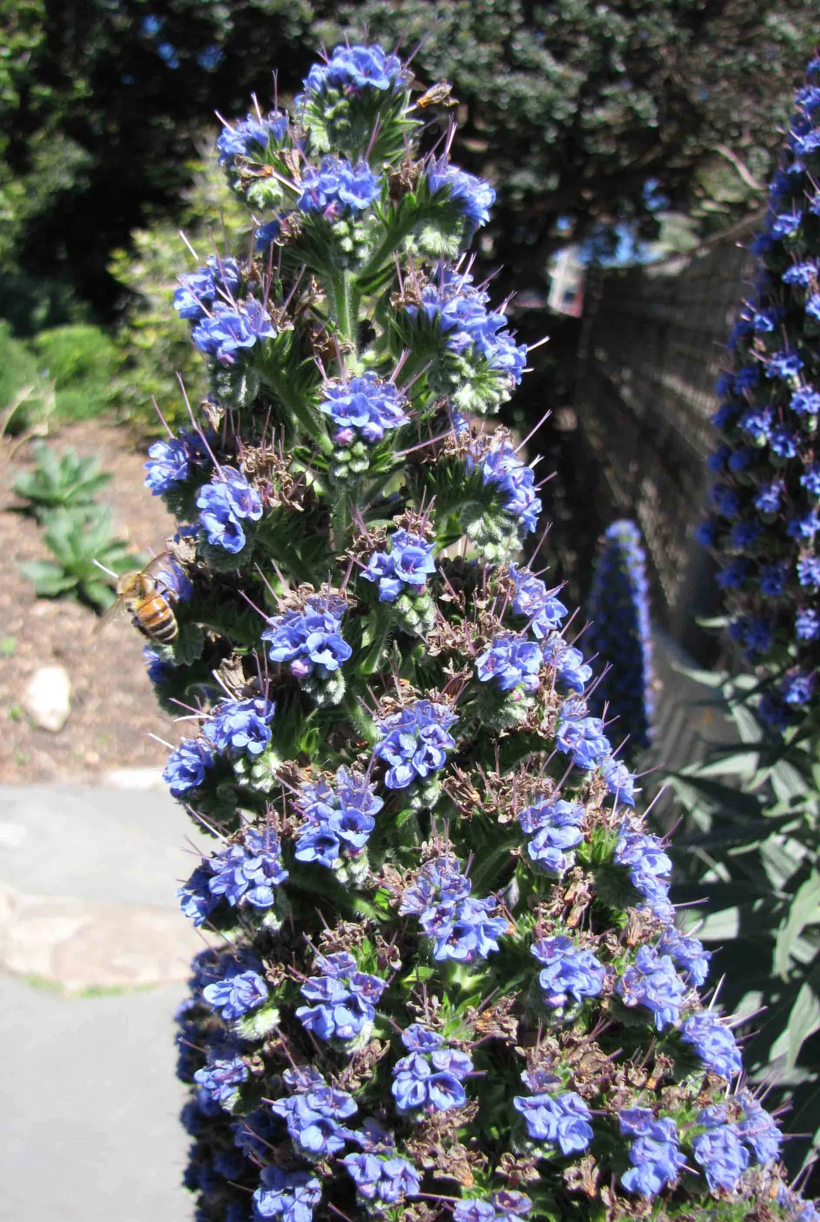 Pride Of Madeira (Echium Candicans) — famed for its towering spires of purple-blue flowers that reach up to 3 feet in height; an island off the, image 60