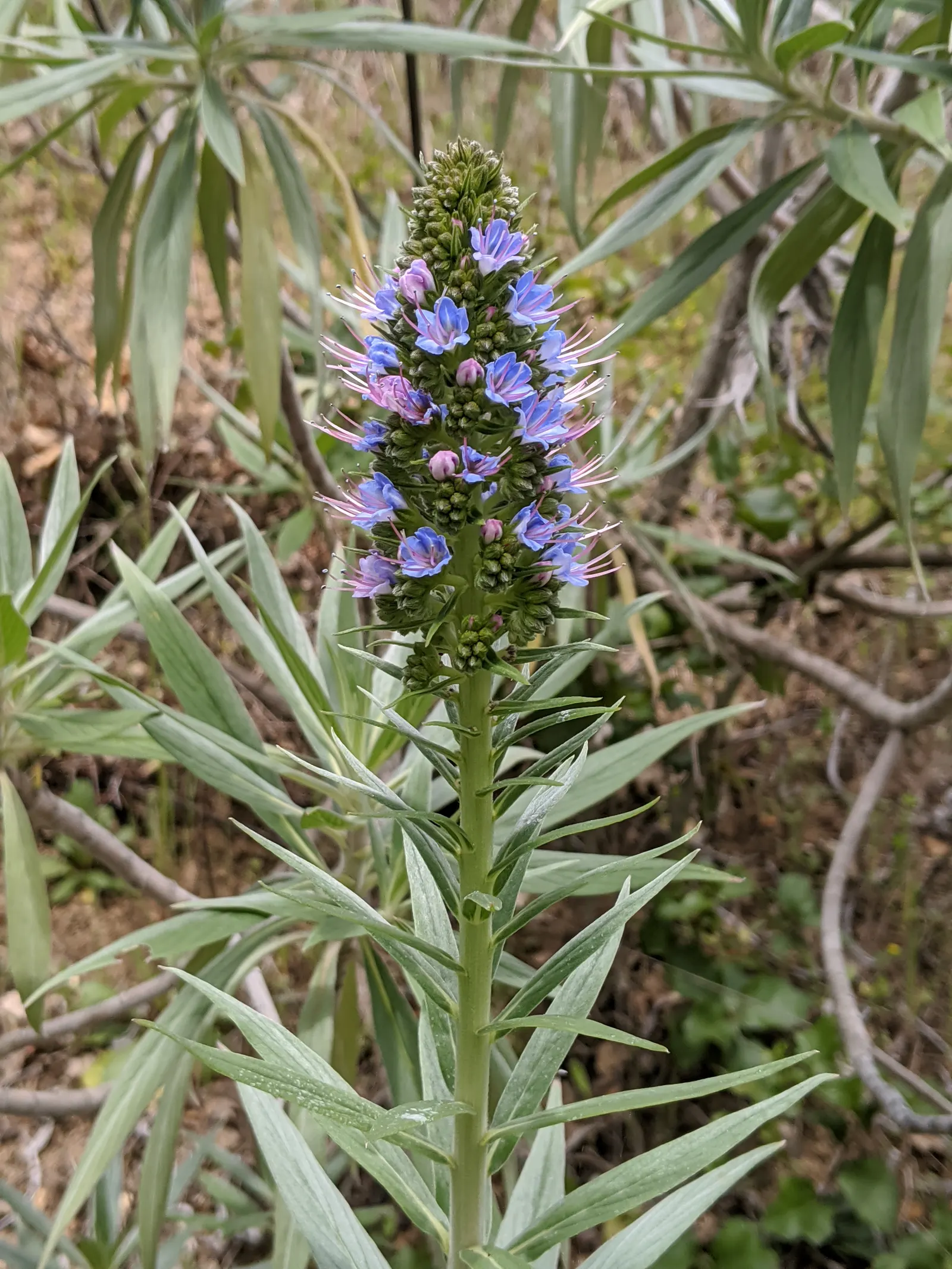 Pride Of Madeira (Echium Candicans) — Given its size and visual impact