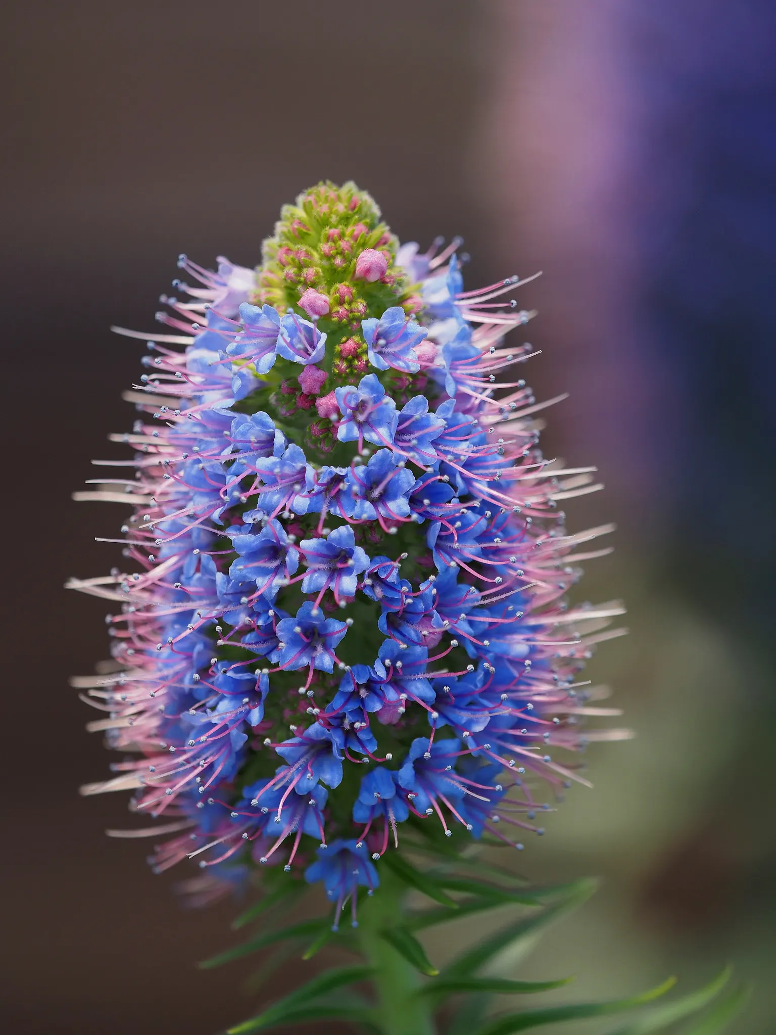 Pride Of Madeira (Echium Candicans) — adds a bold and dramatic touch to any landscape with its distinctive spires of purplish-blue flowers; famed, image 67