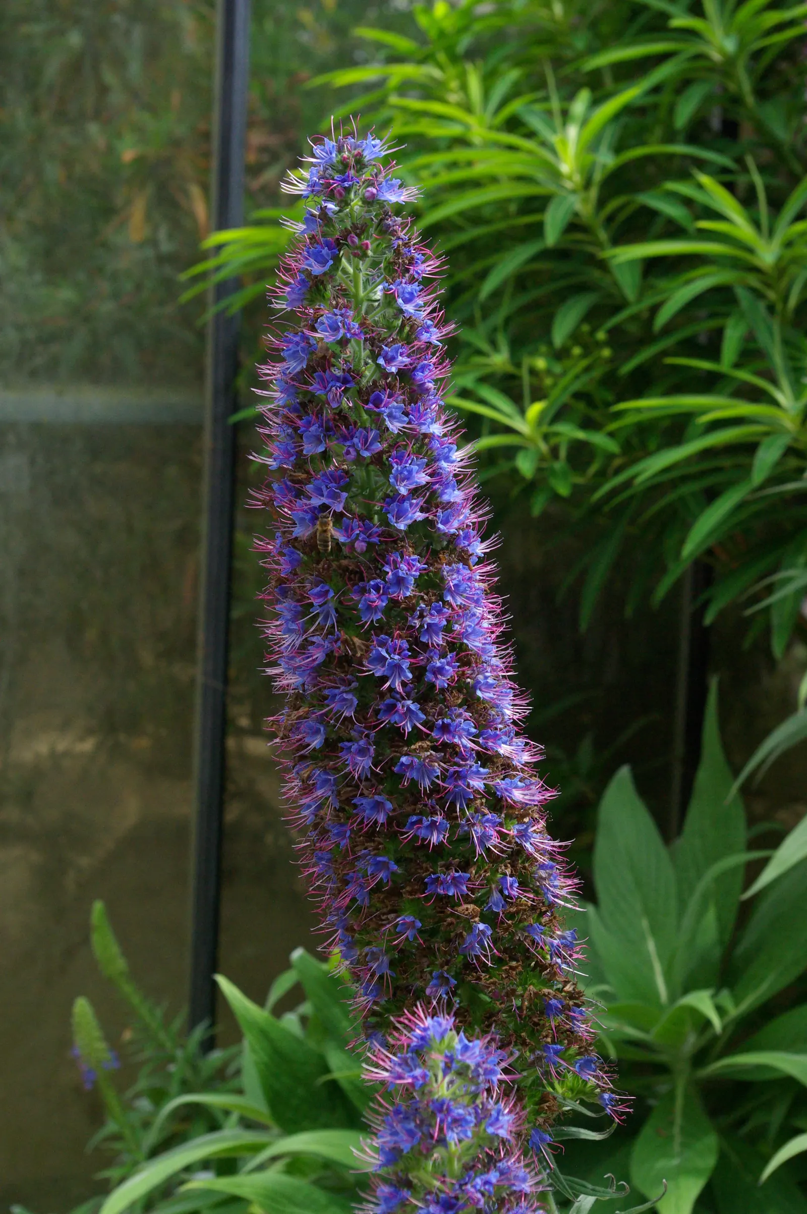 Pride Of Madeira (Echium Candicans) — consider its potential to self-seed and spread; measuring about 6 to 8 inches in length, image 81