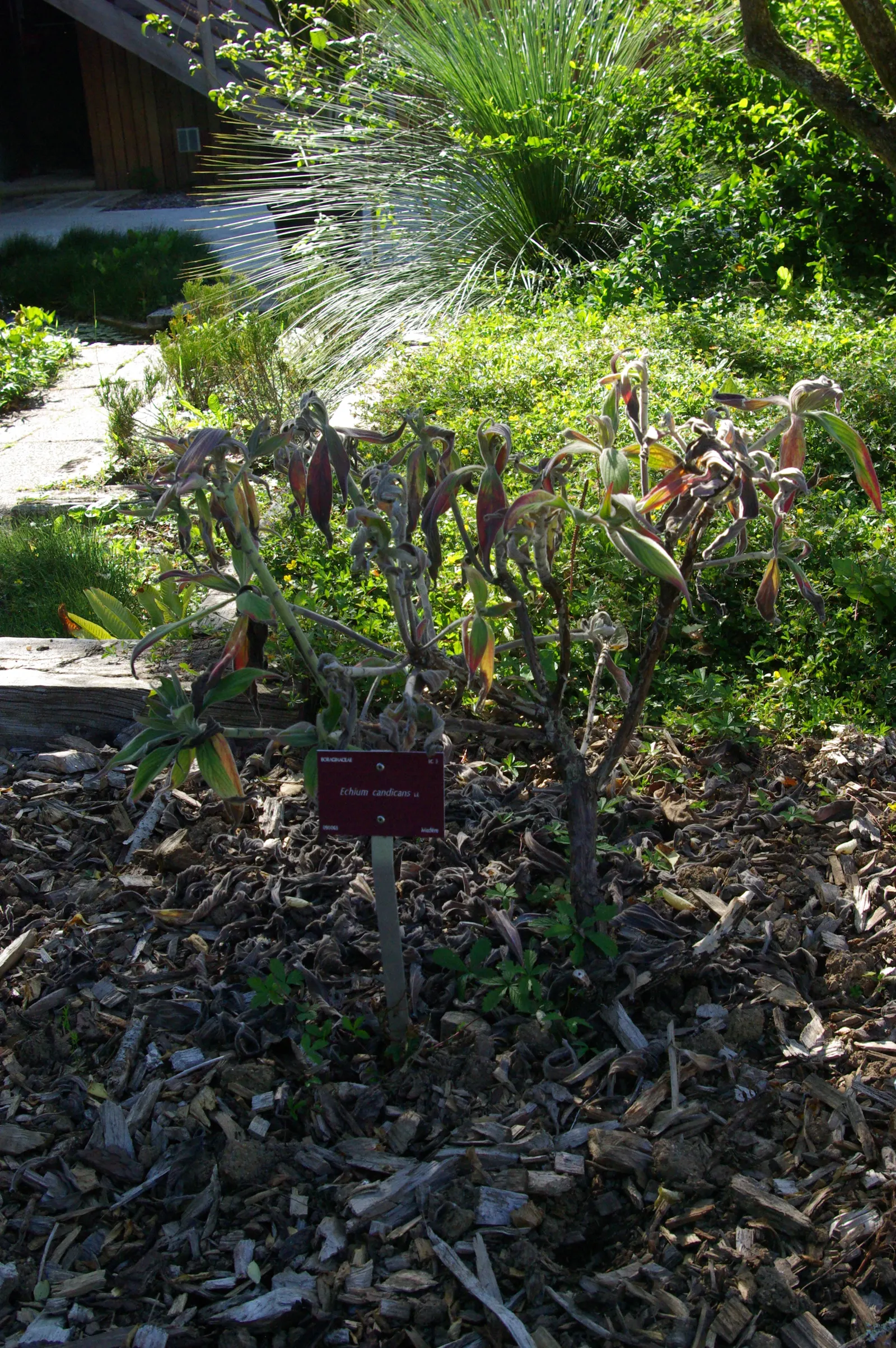 Pride Of Madeira (Echium Candicans) — Pride of Madeira (Echium candicans) is a captivating evergreen perennial; silvery-green leaves that span up to 2 feet