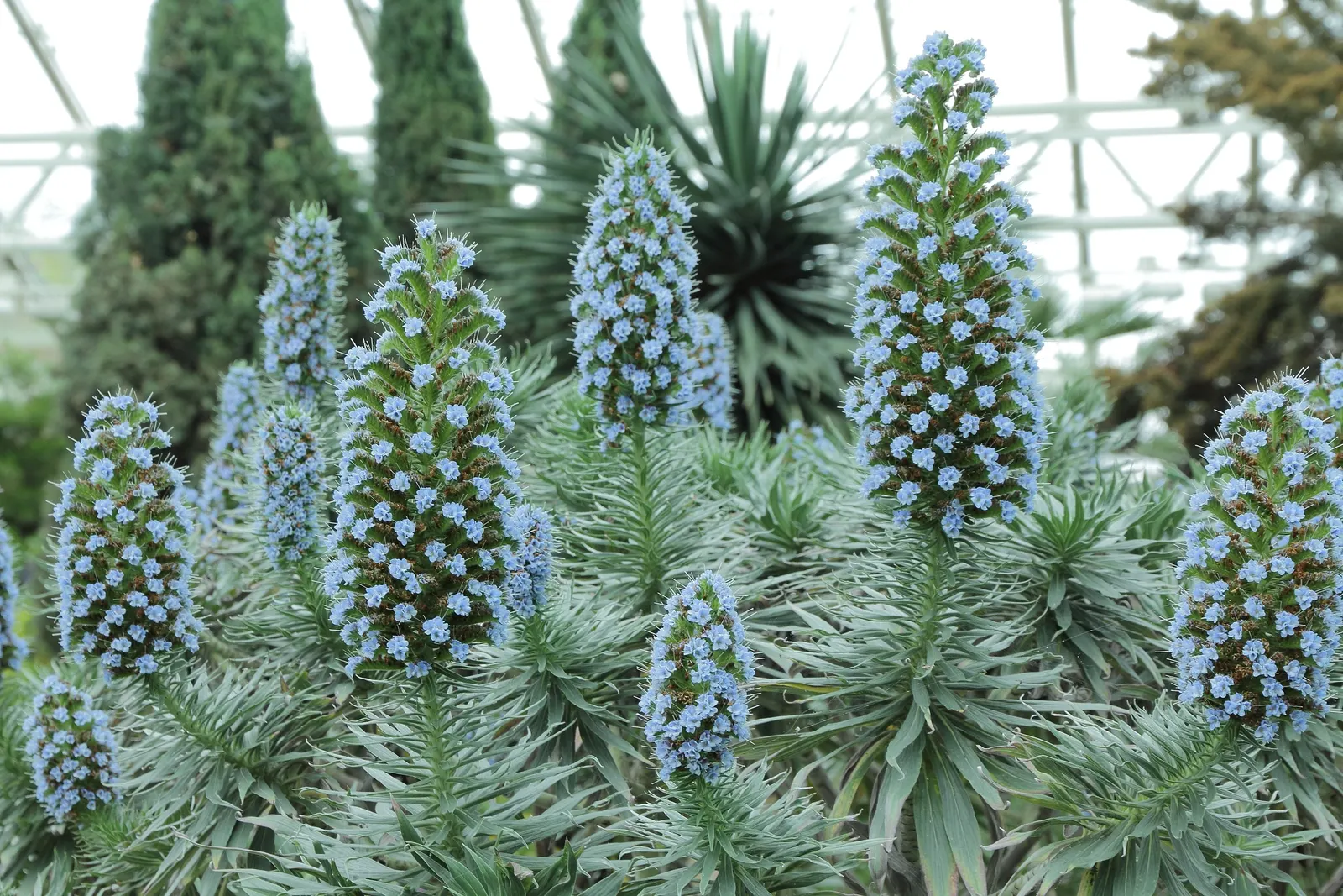 Pride Of Madeira (Echium Candicans) — silvery-green leaves that span up to 2 feet; including deadheading and pruning, image 91