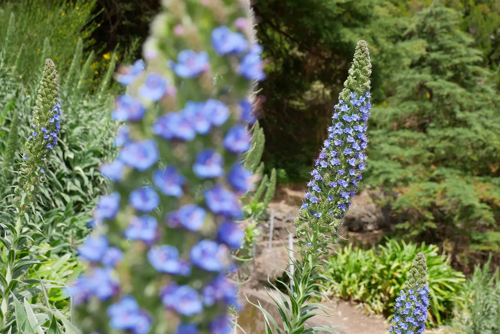 Pride Of Madeira (Echium Candicans) — an island off the coast of Portugal; these bloom in late spring to early summer, image 69