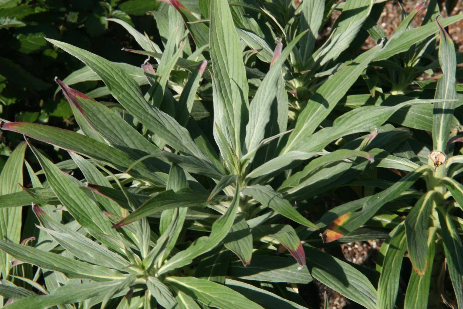 Pride Of Madeira (Echium Candicans) — measuring about 6 to 8 inches in length; pride of Madeira (Echium candicans) is a captivating evergreen, image 71