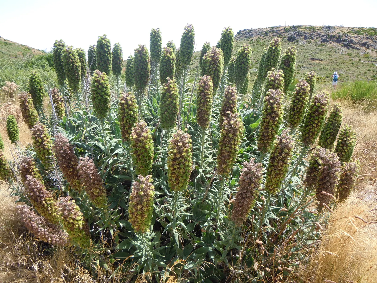 Pride Of Madeira (Echium Candicans) — including deadheading and pruning; blue and purple flowers in the garden