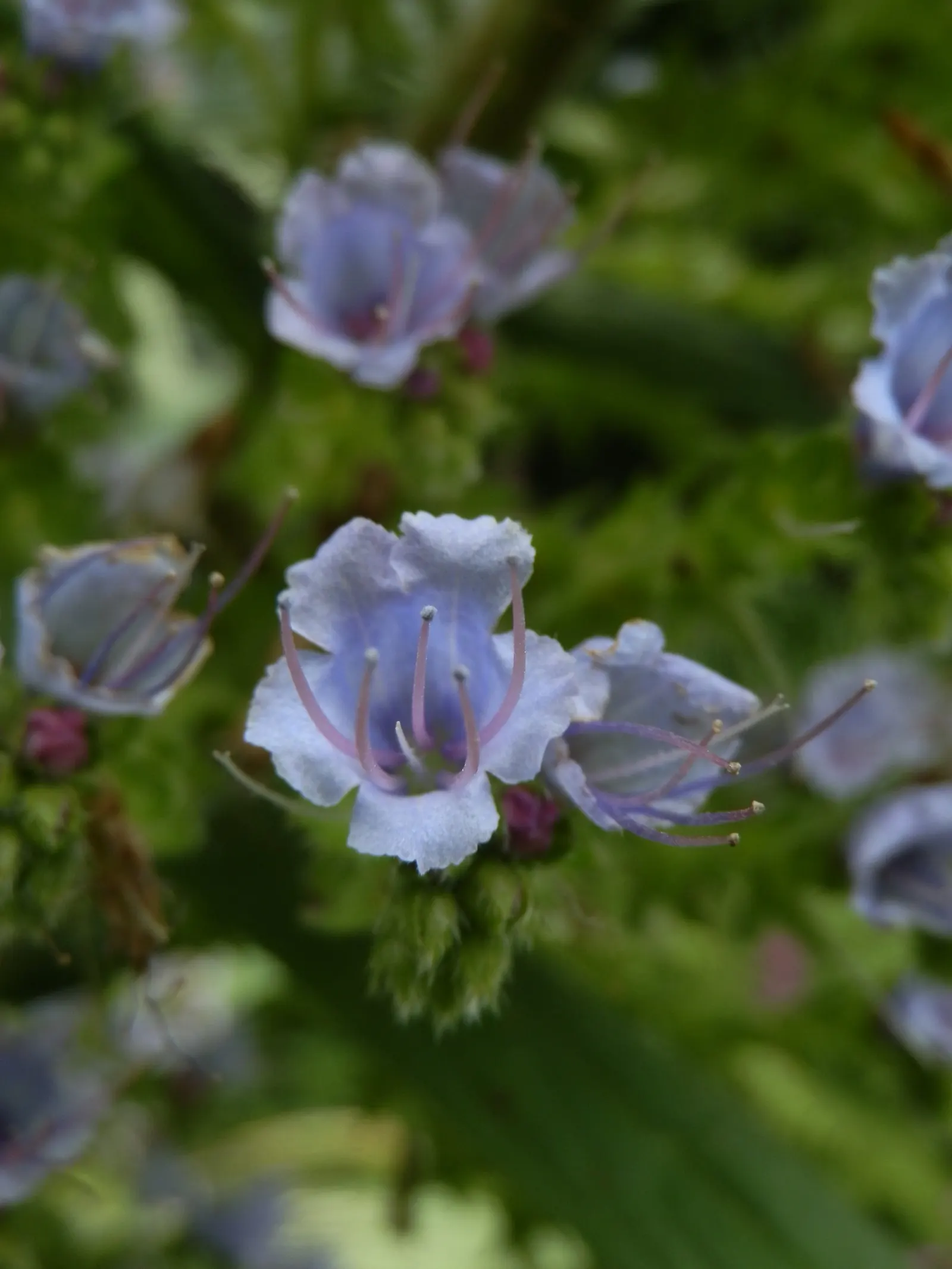 Pride Of Madeira (Echium Candicans) — attracting a plethora of pollinators; shrub for full or half