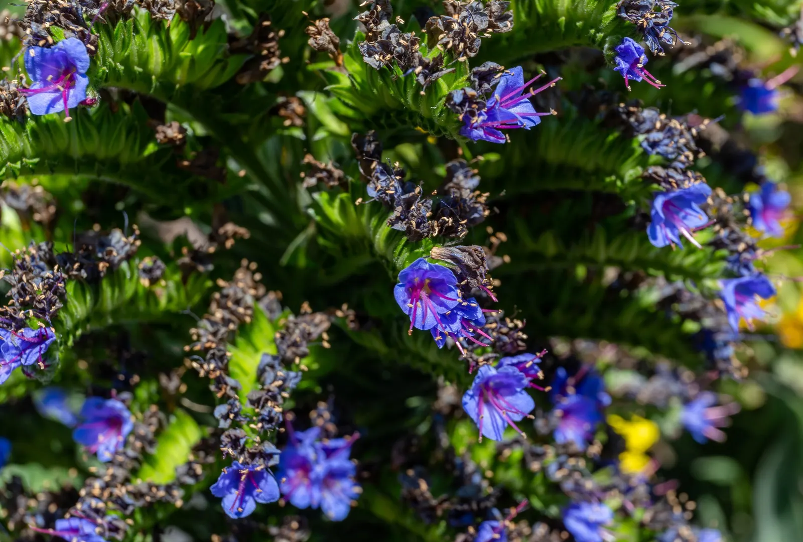 Pride Of Madeira (Echium Candicans) — an island off the coast of Portugal