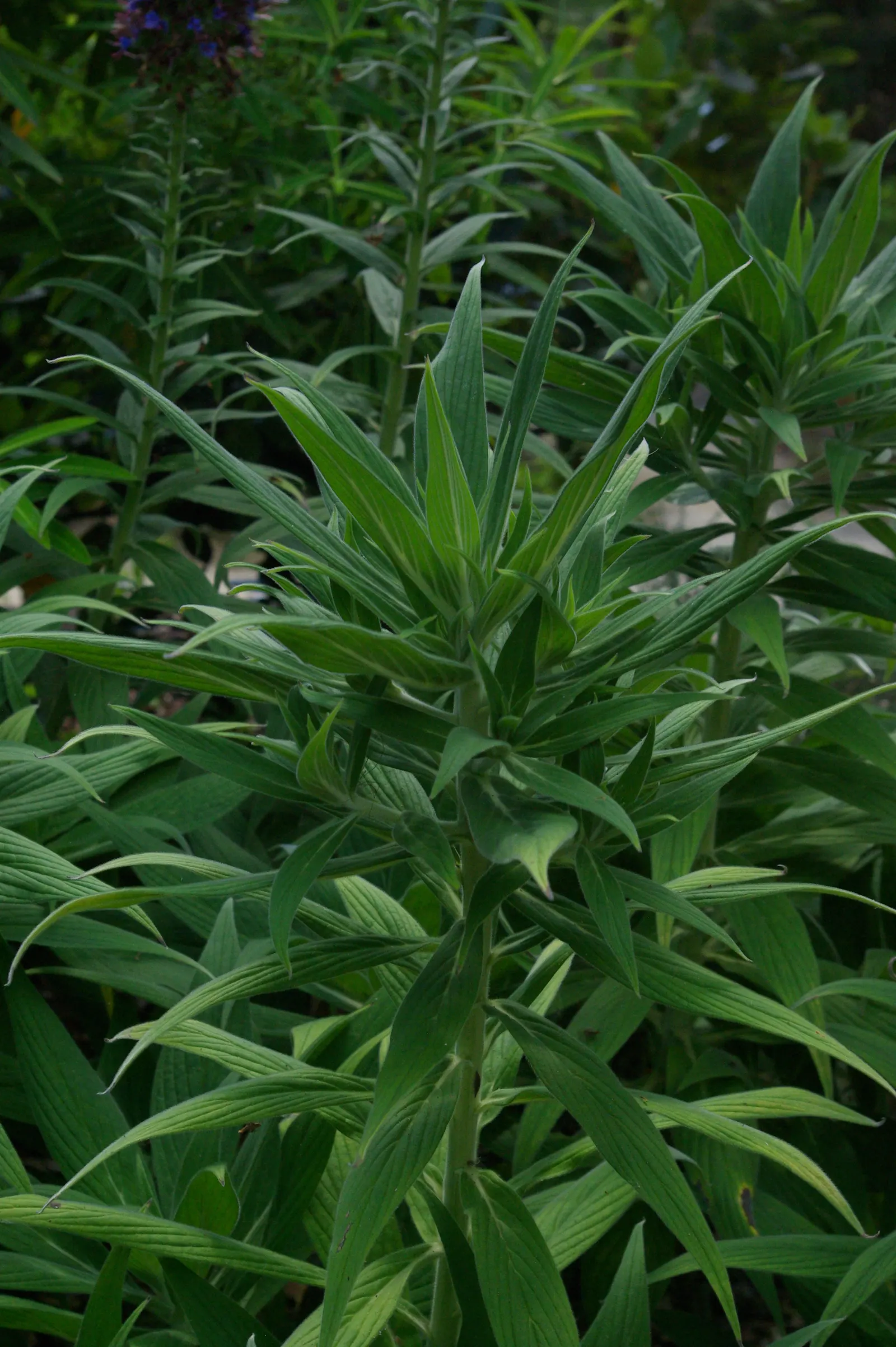 Pride Of Madeira (Echium Candicans) — creating a striking contrast